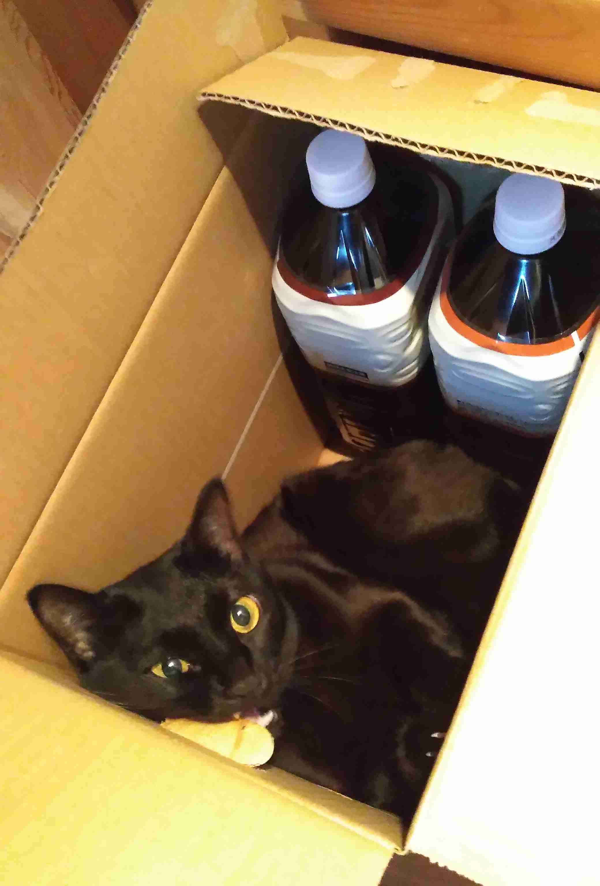 がるちゃん猫カフェ92号店開店しました♫(初めての方も大歓迎♫）