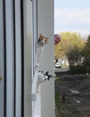 がるちゃん猫カフェ92号店開店しました♫(初めての方も大歓迎♫）