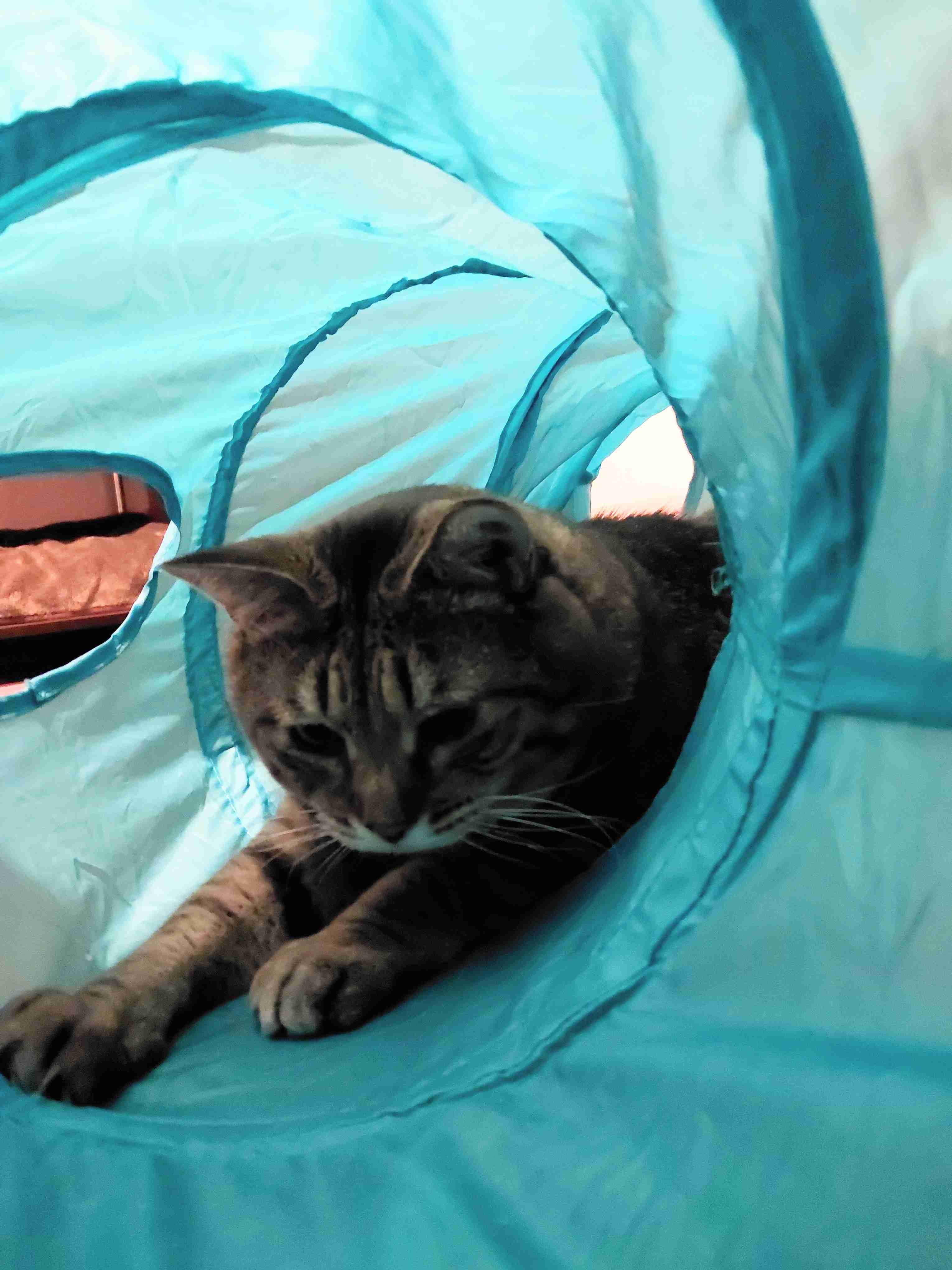 がるちゃん猫カフェ92号店開店しました♫(初めての方も大歓迎♫）