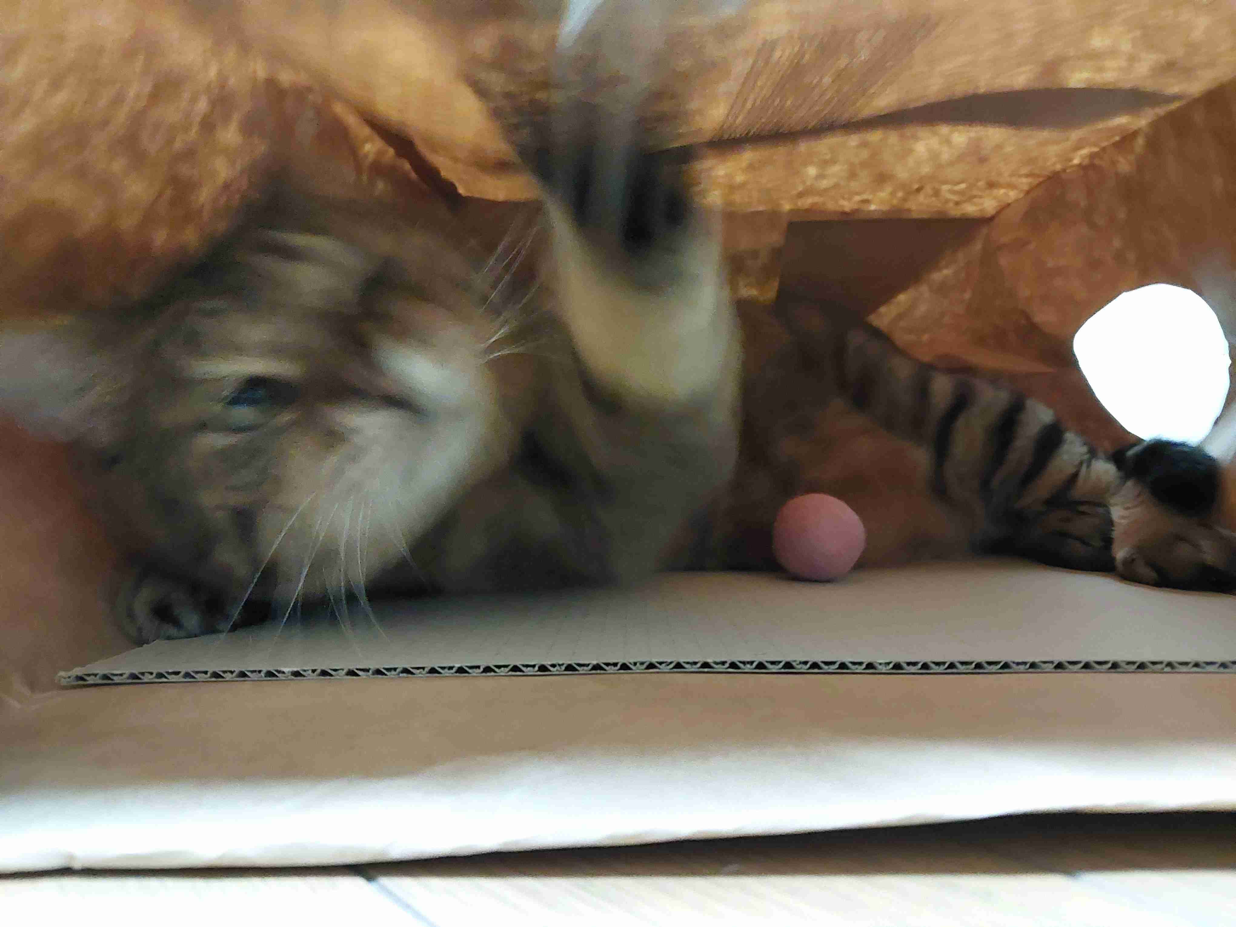 がるちゃん猫カフェ92号店開店しました♫(初めての方も大歓迎♫）