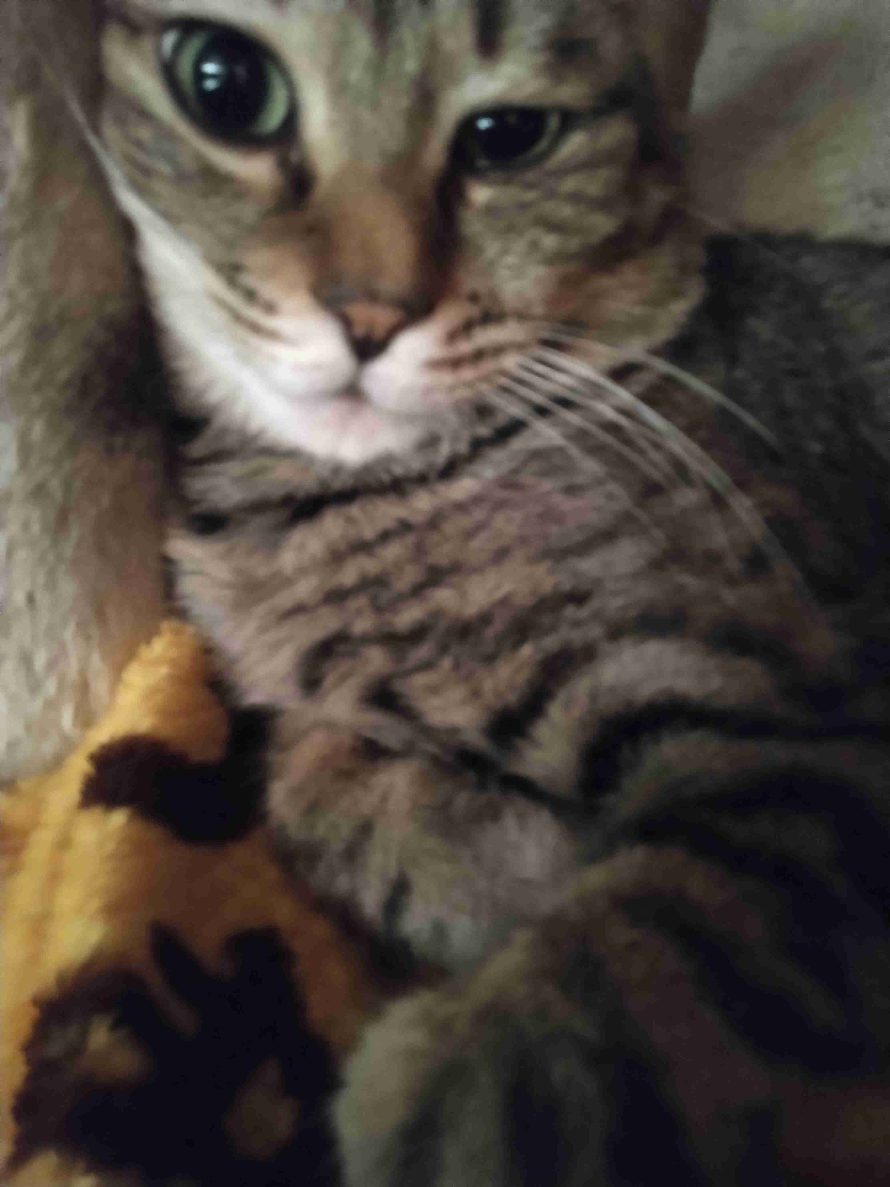 がるちゃん猫カフェ92号店開店しました♫(初めての方も大歓迎♫）