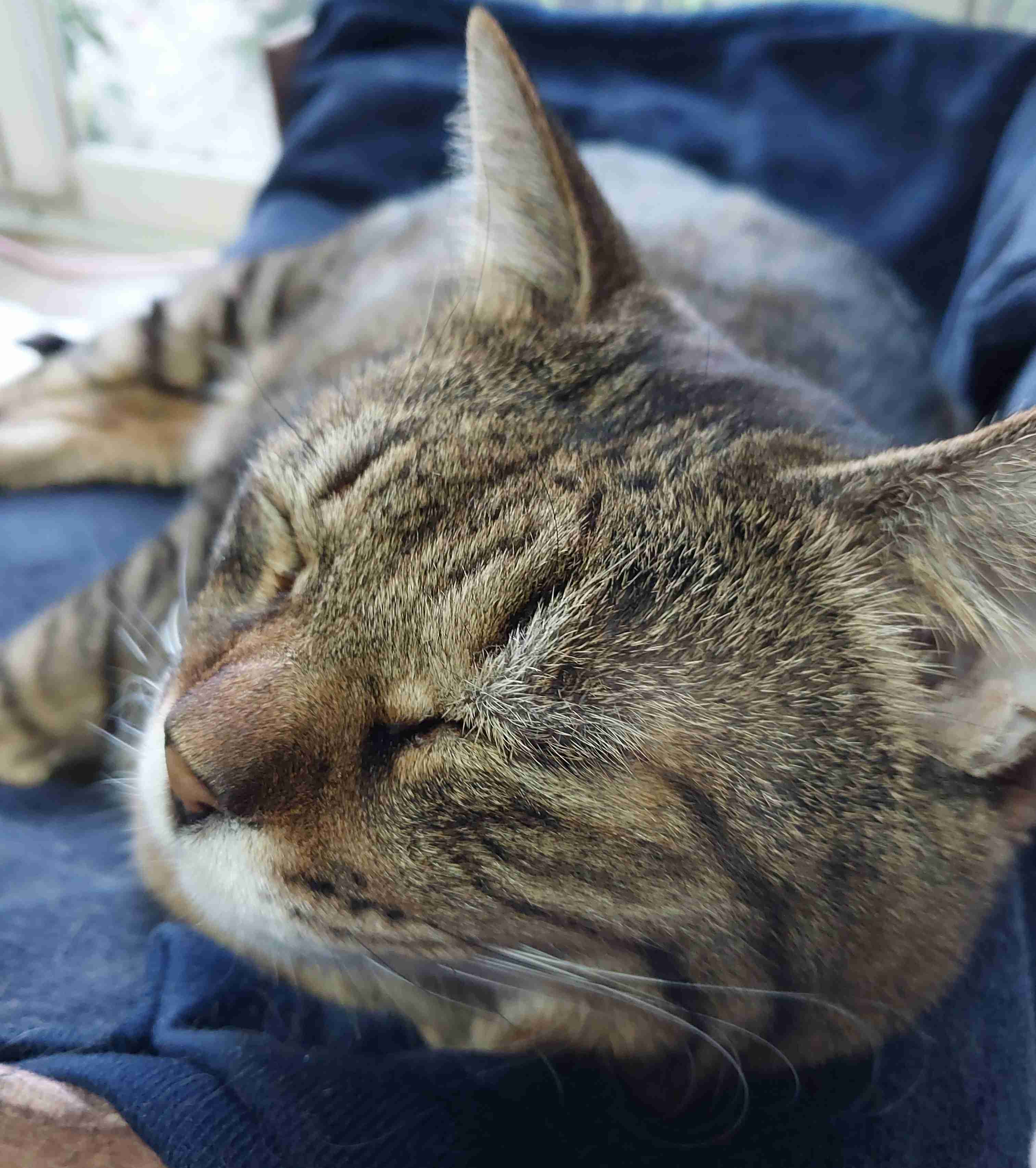 がるちゃん猫カフェ92号店開店しました♫(初めての方も大歓迎♫）