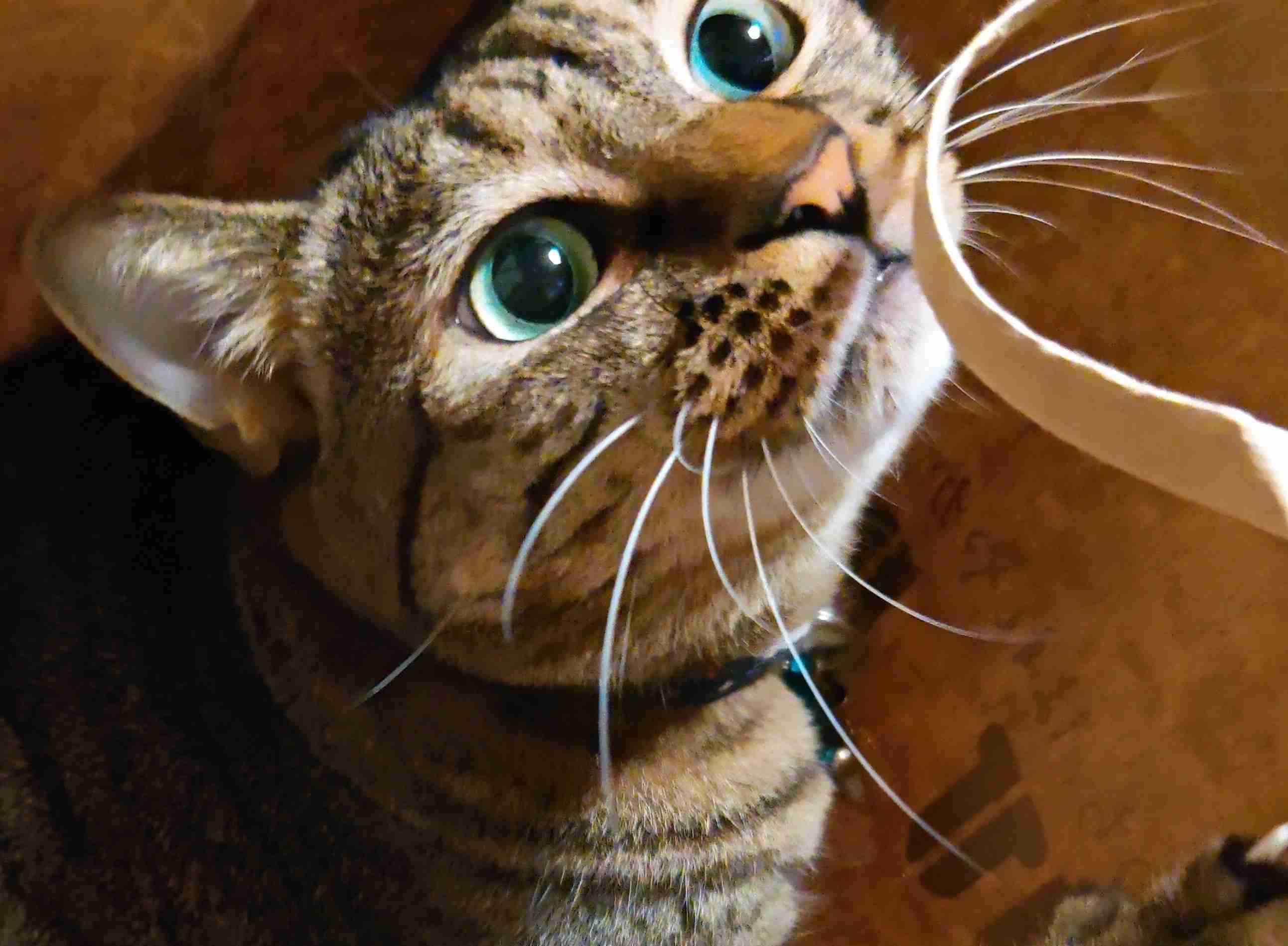 がるちゃん猫カフェ92号店開店しました♫(初めての方も大歓迎♫）