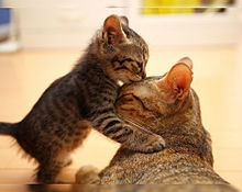 がるちゃん猫カフェ92号店開店しました♫(初めての方も大歓迎♫）