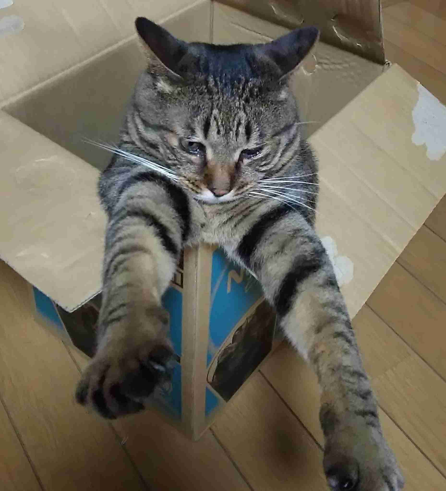 がるちゃん猫カフェ92号店開店しました♫(初めての方も大歓迎♫）