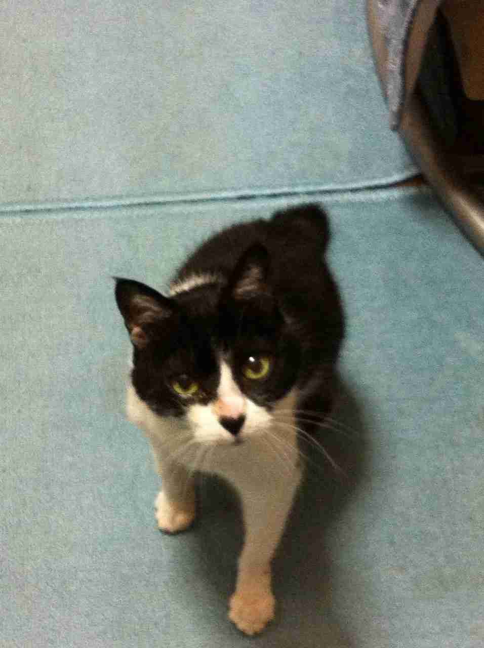 がるちゃん猫カフェ92号店開店しました♫(初めての方も大歓迎♫）