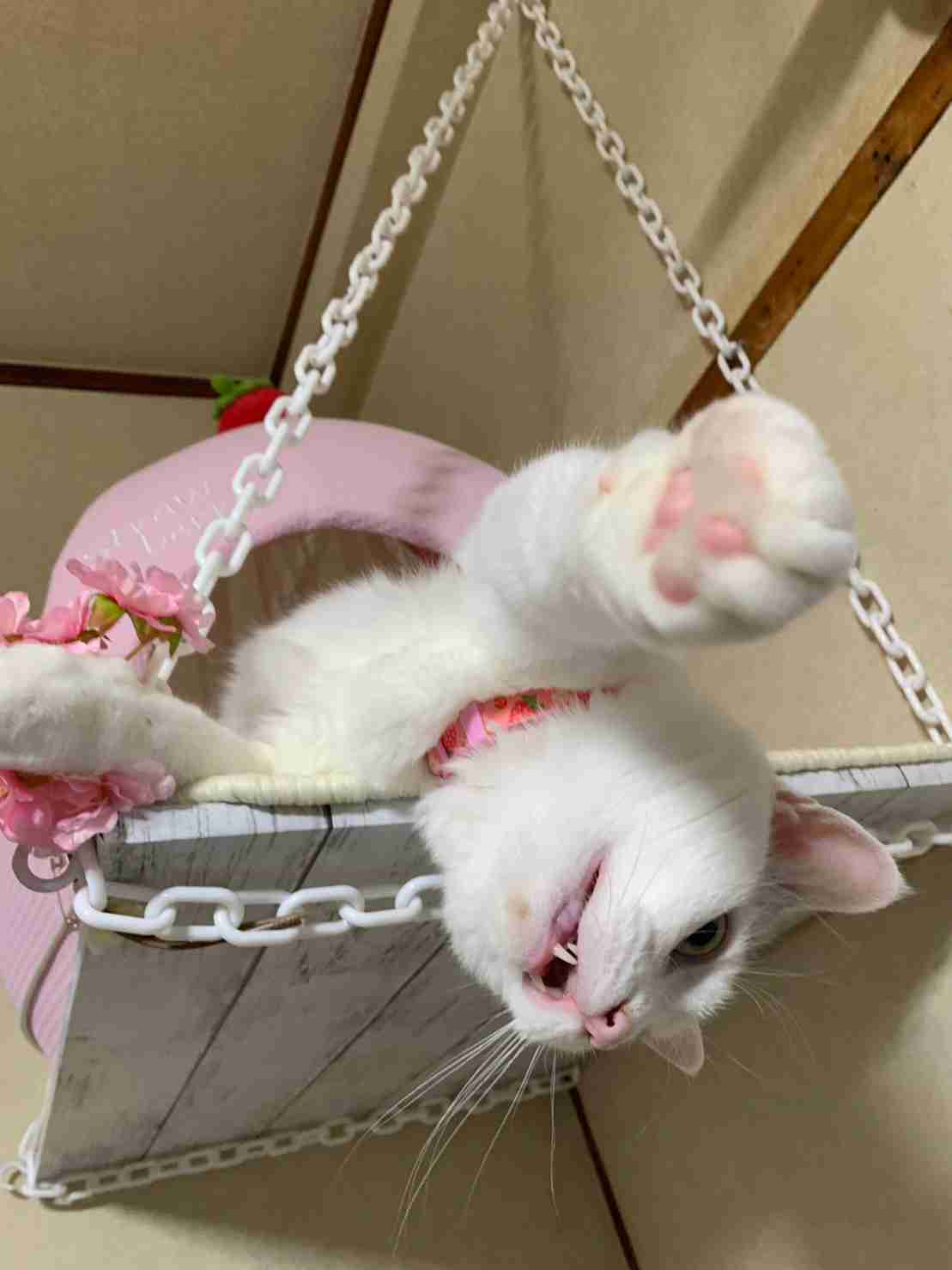 がるちゃん猫カフェ92号店開店しました♫(初めての方も大歓迎♫）