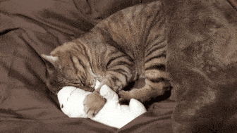 がるちゃん猫カフェ92号店開店しました♫(初めての方も大歓迎♫）