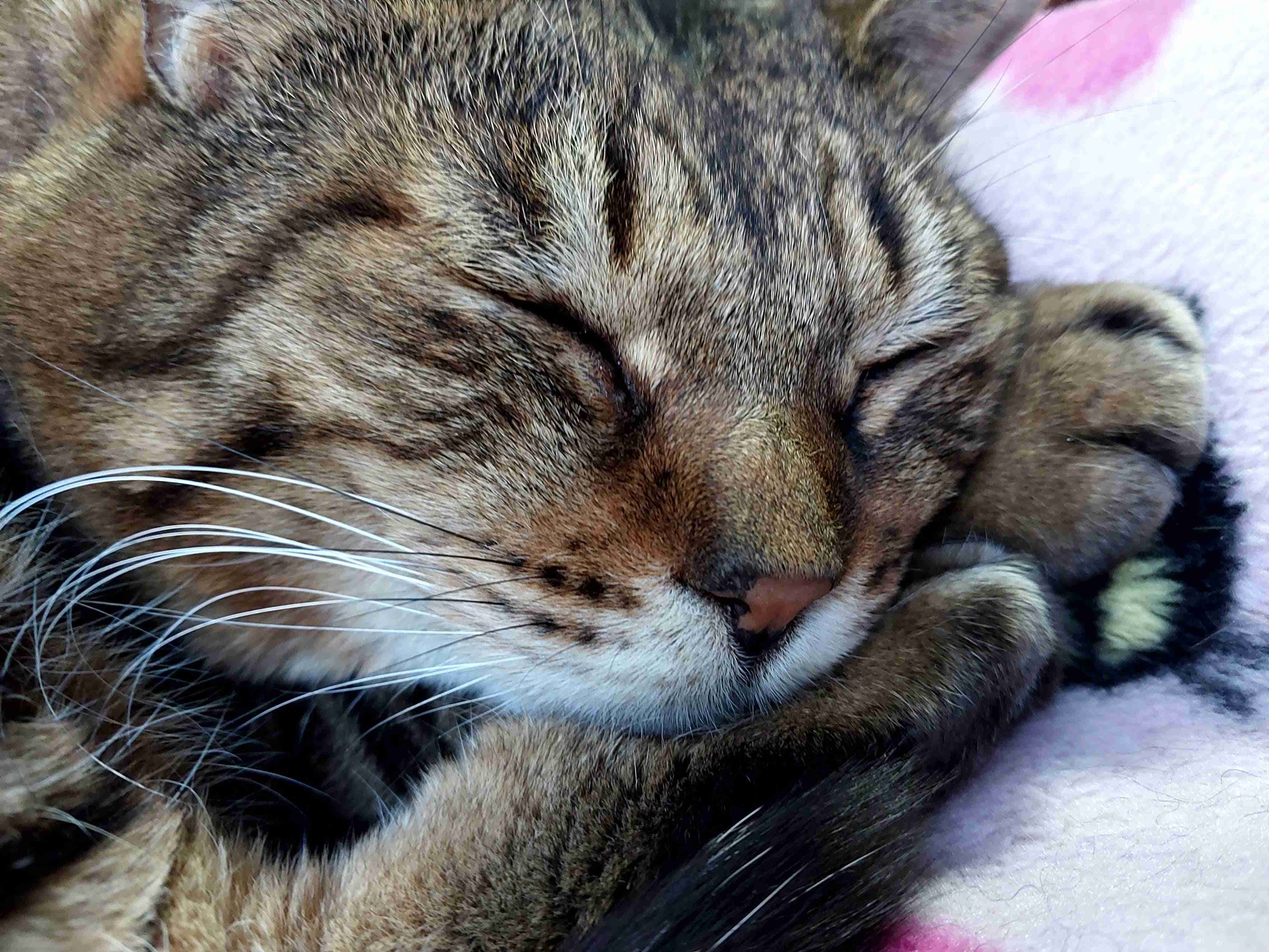 がるちゃん猫カフェ92号店開店しました♫(初めての方も大歓迎♫）