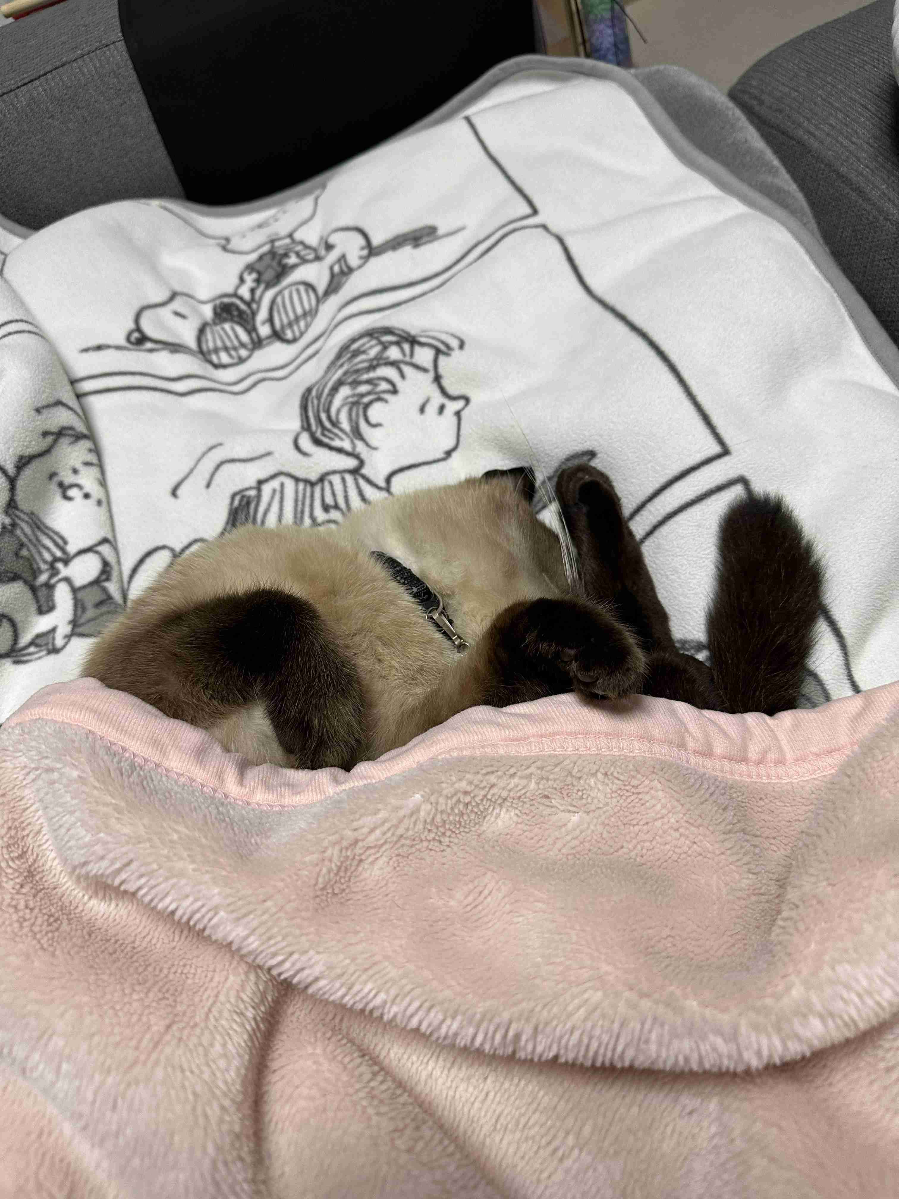 がるちゃん猫カフェ92号店開店しました♫(初めての方も大歓迎♫）