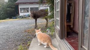 がるちゃん猫カフェ92号店開店しました♫(初めての方も大歓迎♫）