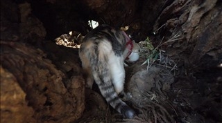 がるちゃん猫カフェ92号店開店しました♫(初めての方も大歓迎♫）