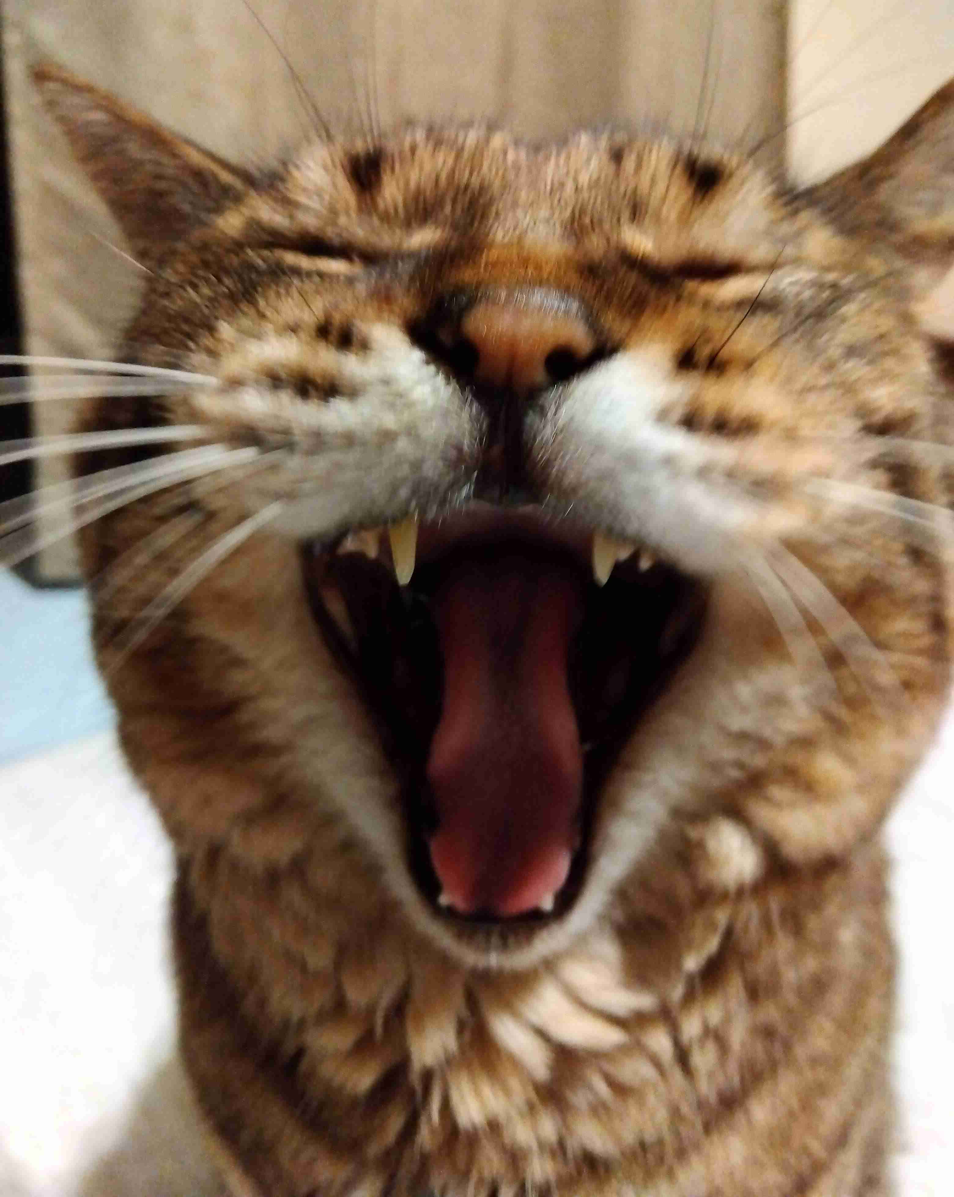 がるちゃん猫カフェ92号店開店しました♫(初めての方も大歓迎♫）