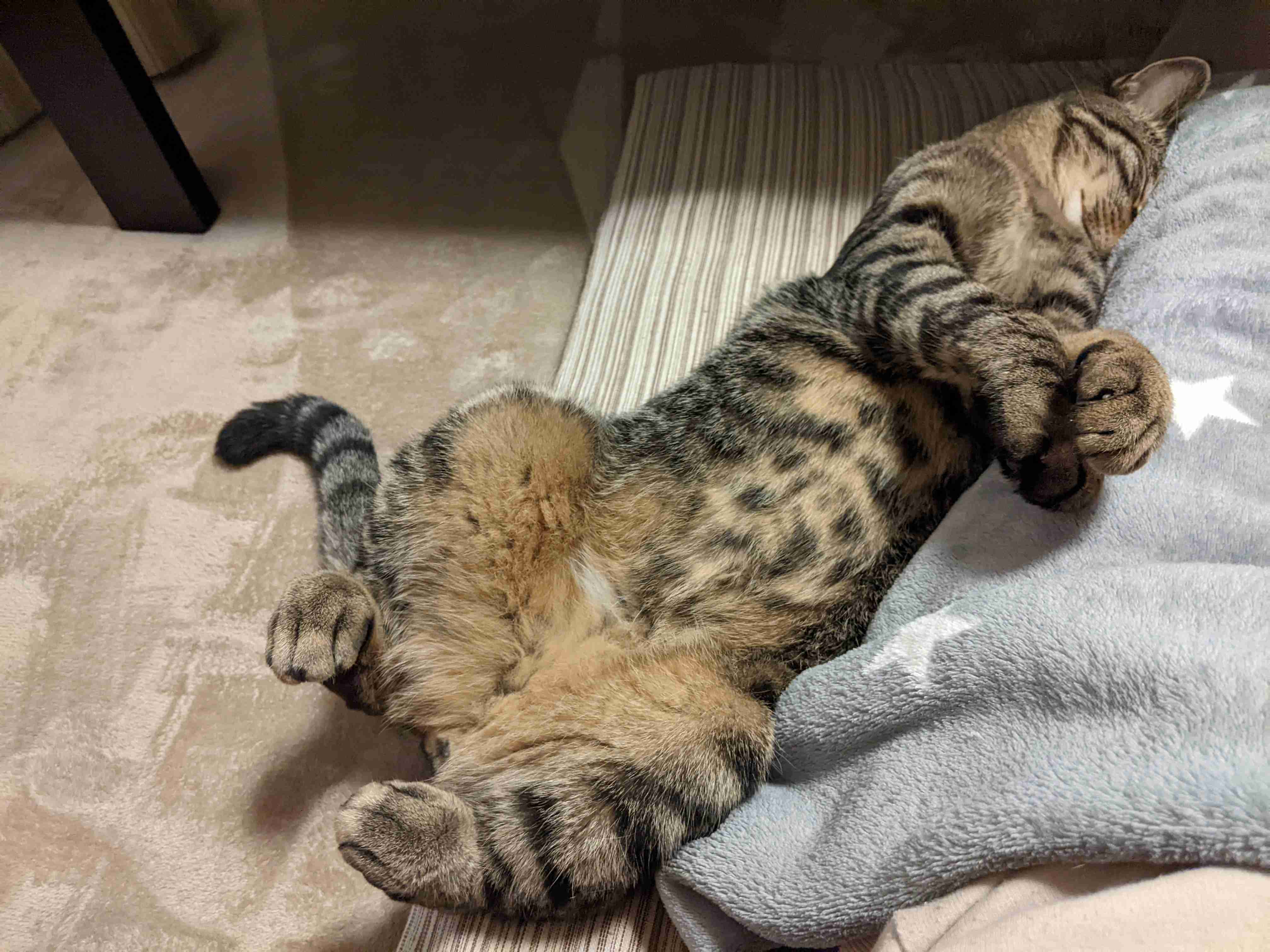 がるちゃん猫カフェ92号店開店しました♫(初めての方も大歓迎♫）