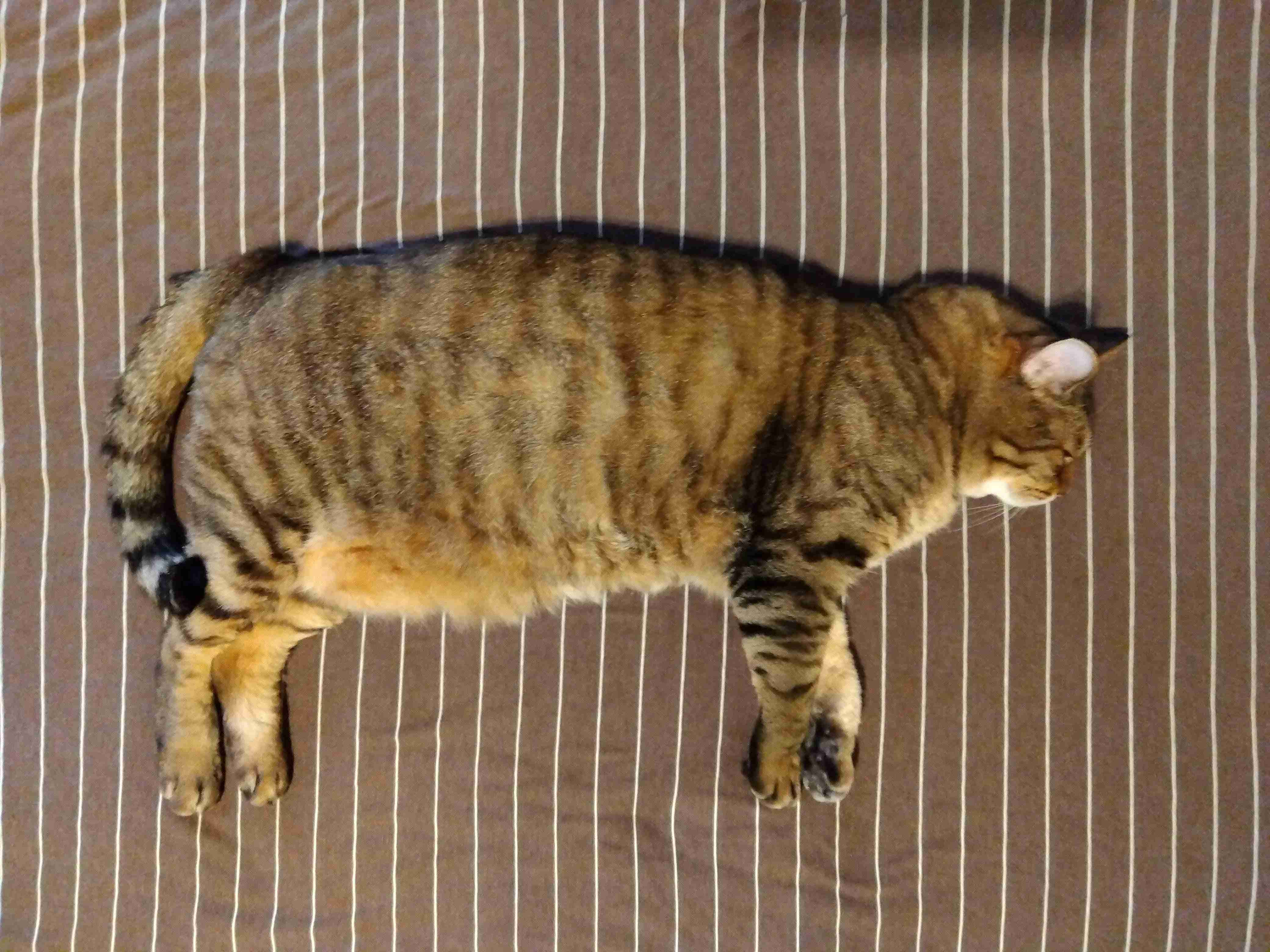 がるちゃん猫カフェ92号店開店しました♫(初めての方も大歓迎♫）