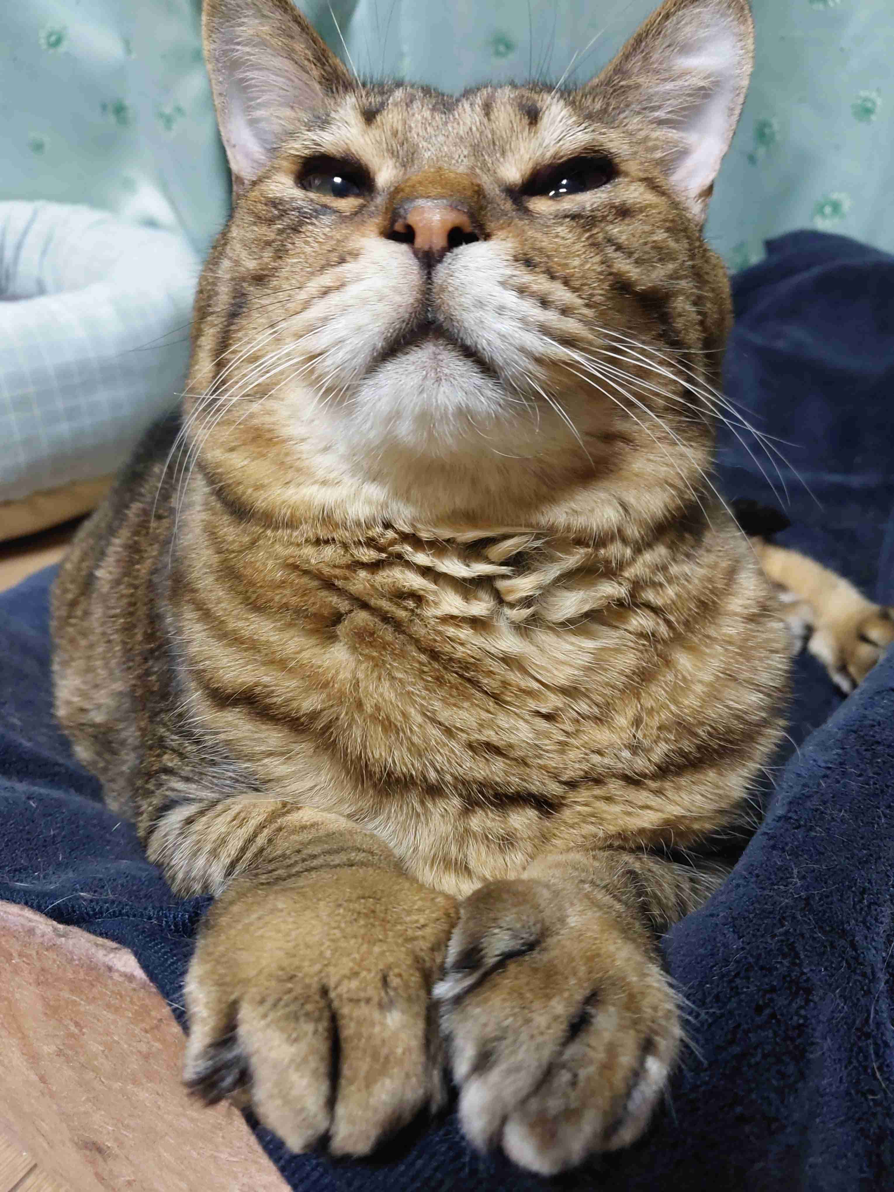 がるちゃん猫カフェ92号店開店しました♫(初めての方も大歓迎♫）