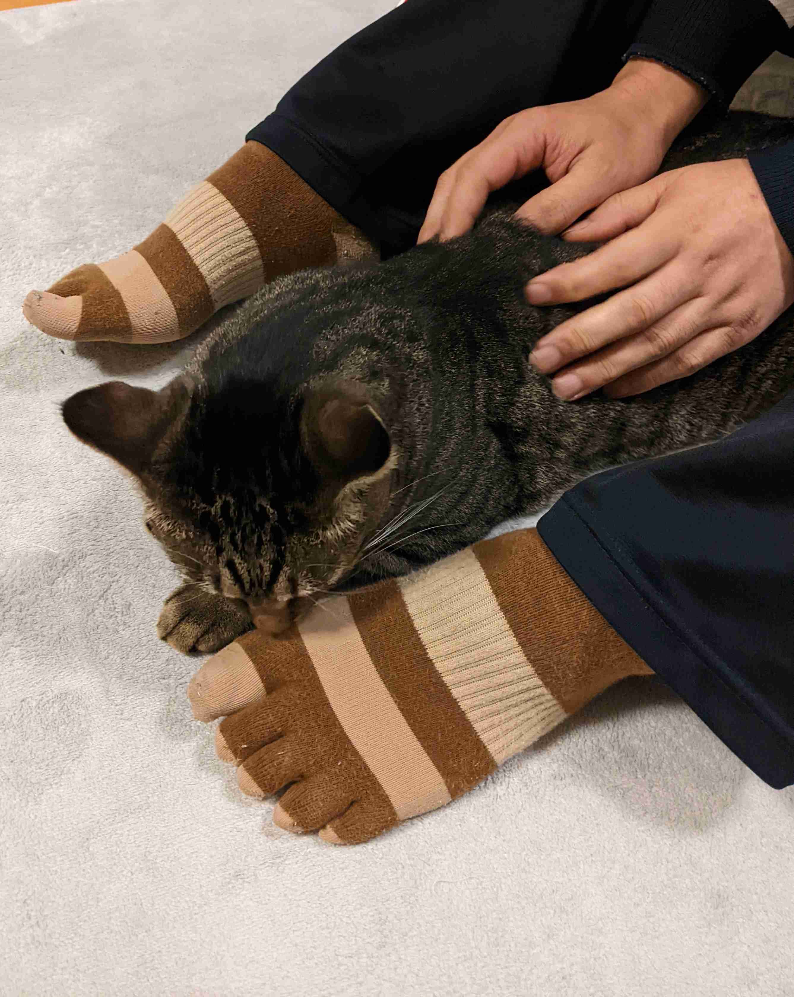 がるちゃん猫カフェ92号店開店しました♫(初めての方も大歓迎♫）