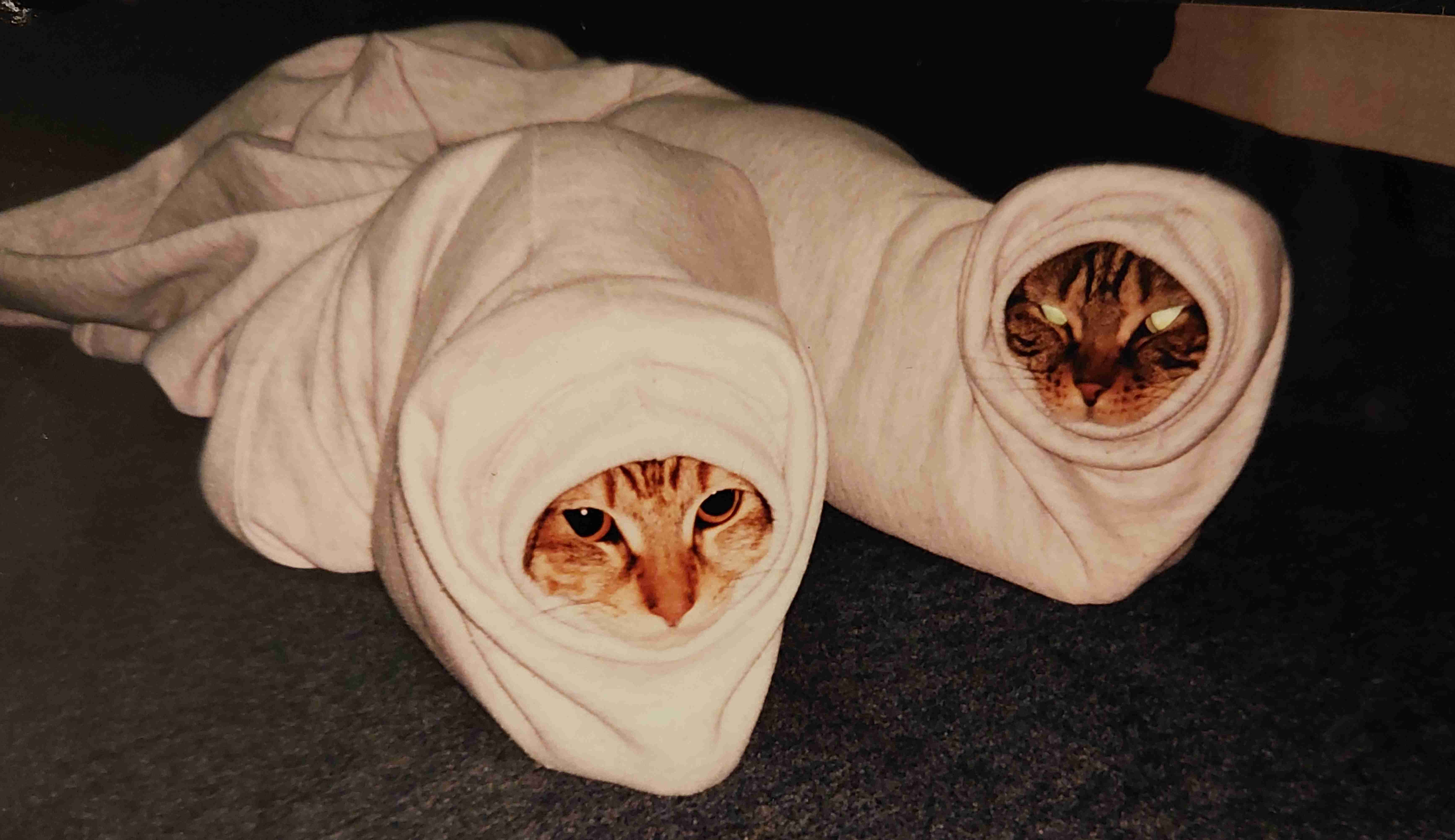 がるちゃん猫カフェ92号店開店しました♫(初めての方も大歓迎♫）