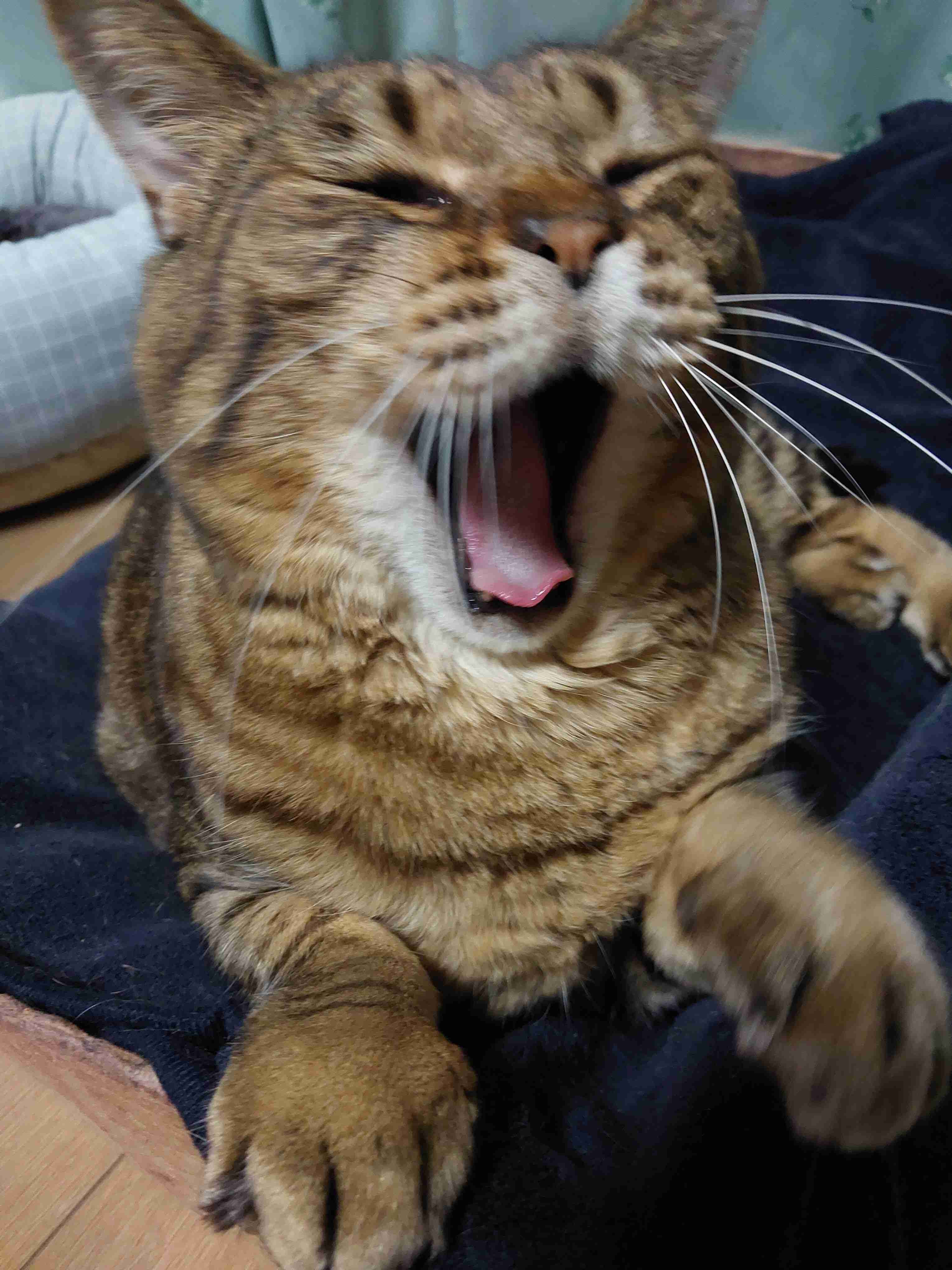 がるちゃん猫カフェ92号店開店しました♫(初めての方も大歓迎♫）