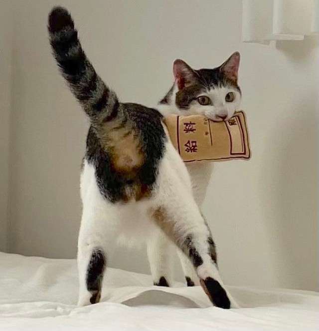 がるちゃん猫カフェ92号店開店しました♫(初めての方も大歓迎♫）