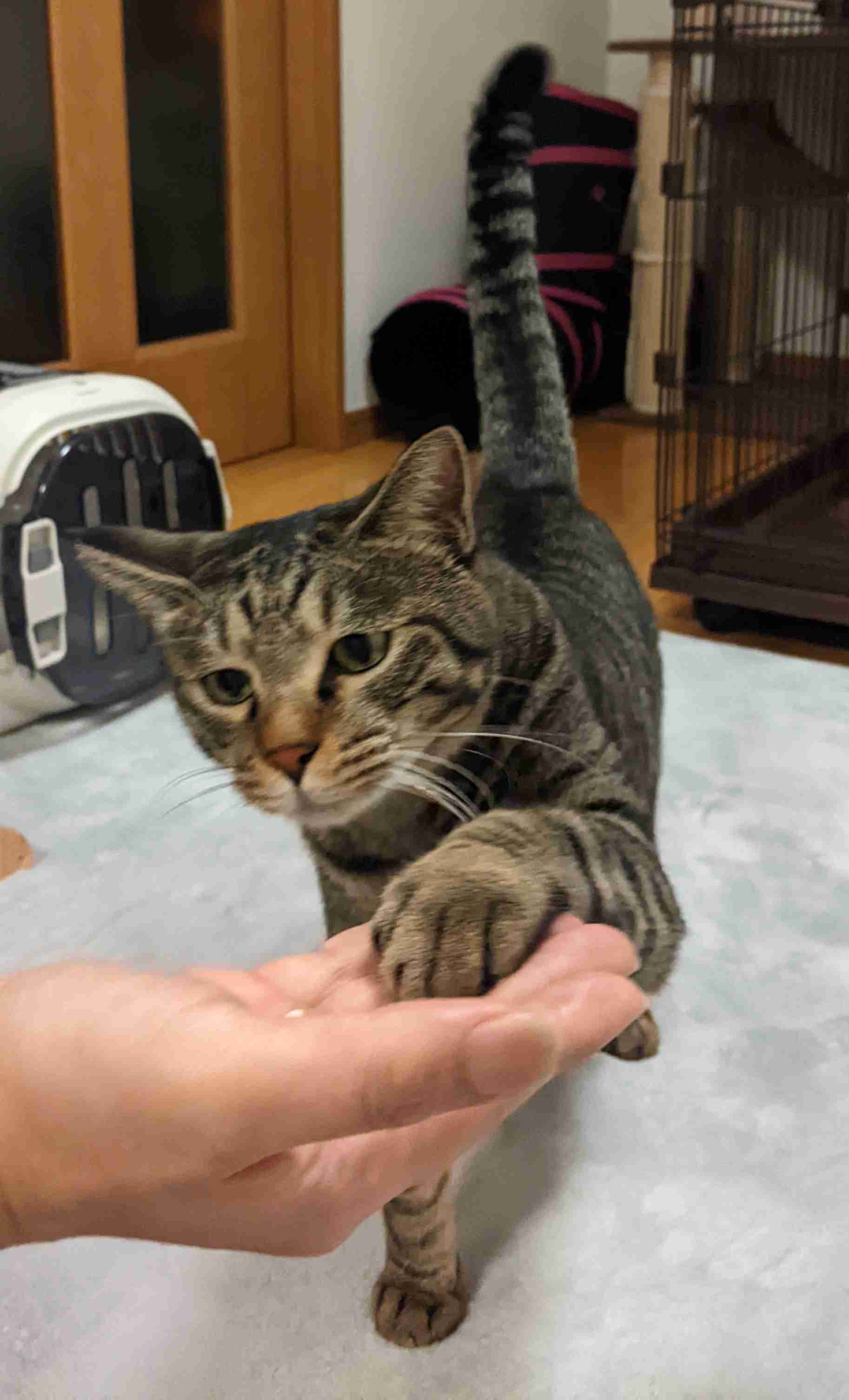 がるちゃん猫カフェ92号店開店しました♫(初めての方も大歓迎♫）