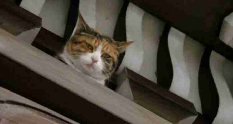 がるちゃん猫カフェ92号店開店しました♫(初めての方も大歓迎♫）