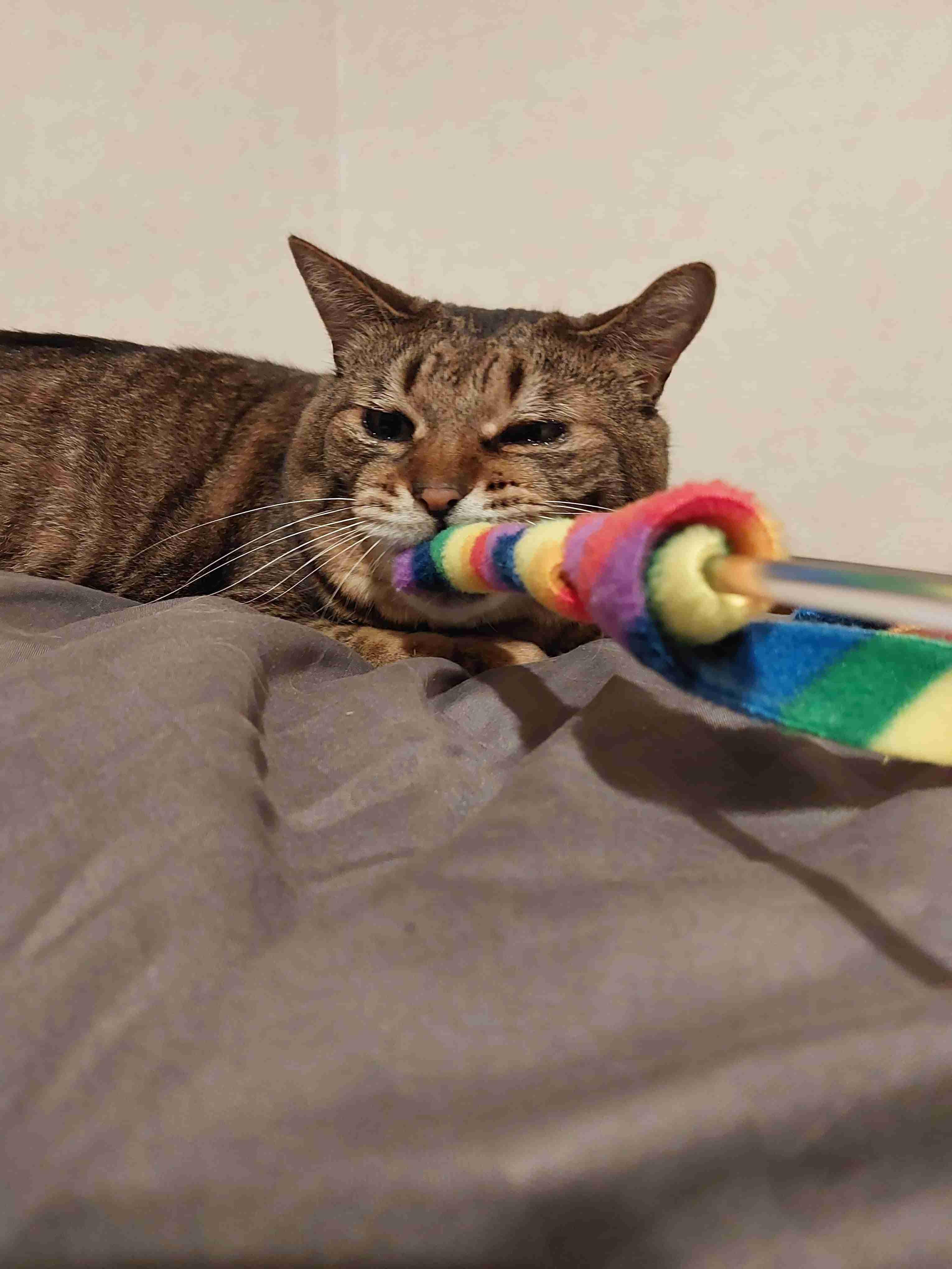 がるちゃん猫カフェ92号店開店しました♫(初めての方も大歓迎♫）