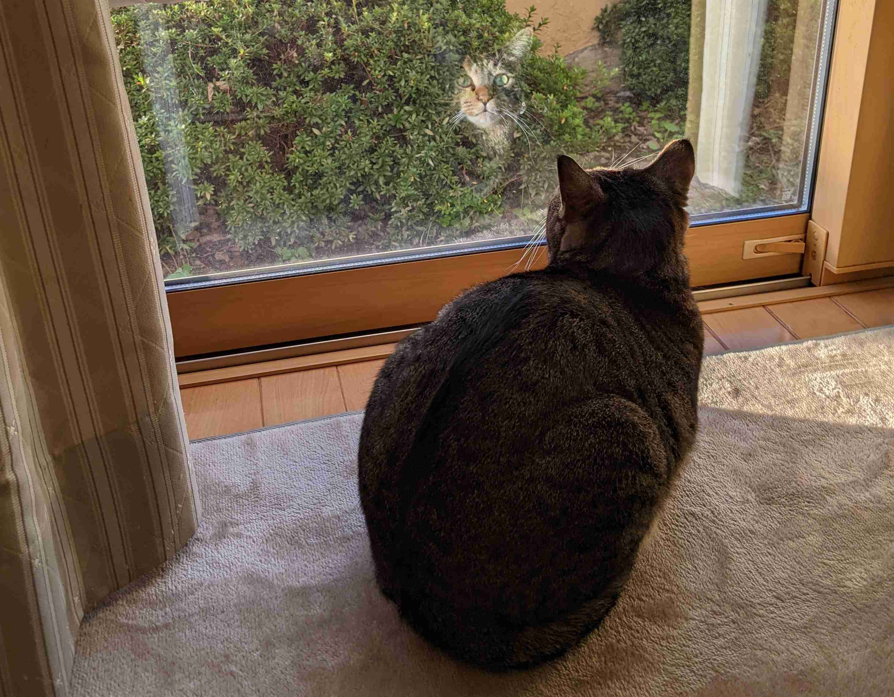 がるちゃん猫カフェ92号店開店しました♫(初めての方も大歓迎♫）