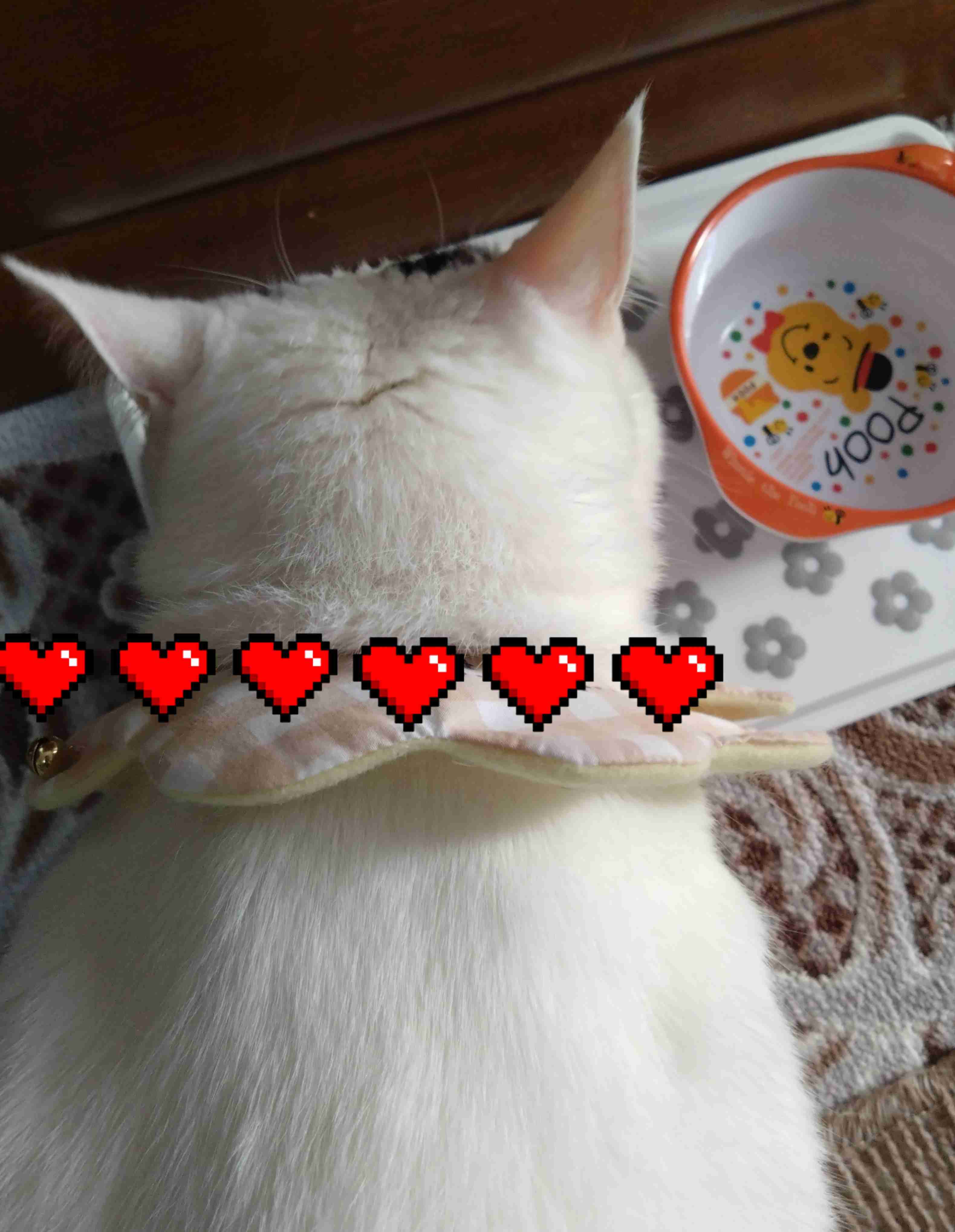 がるちゃん猫カフェ92号店開店しました♫(初めての方も大歓迎♫）