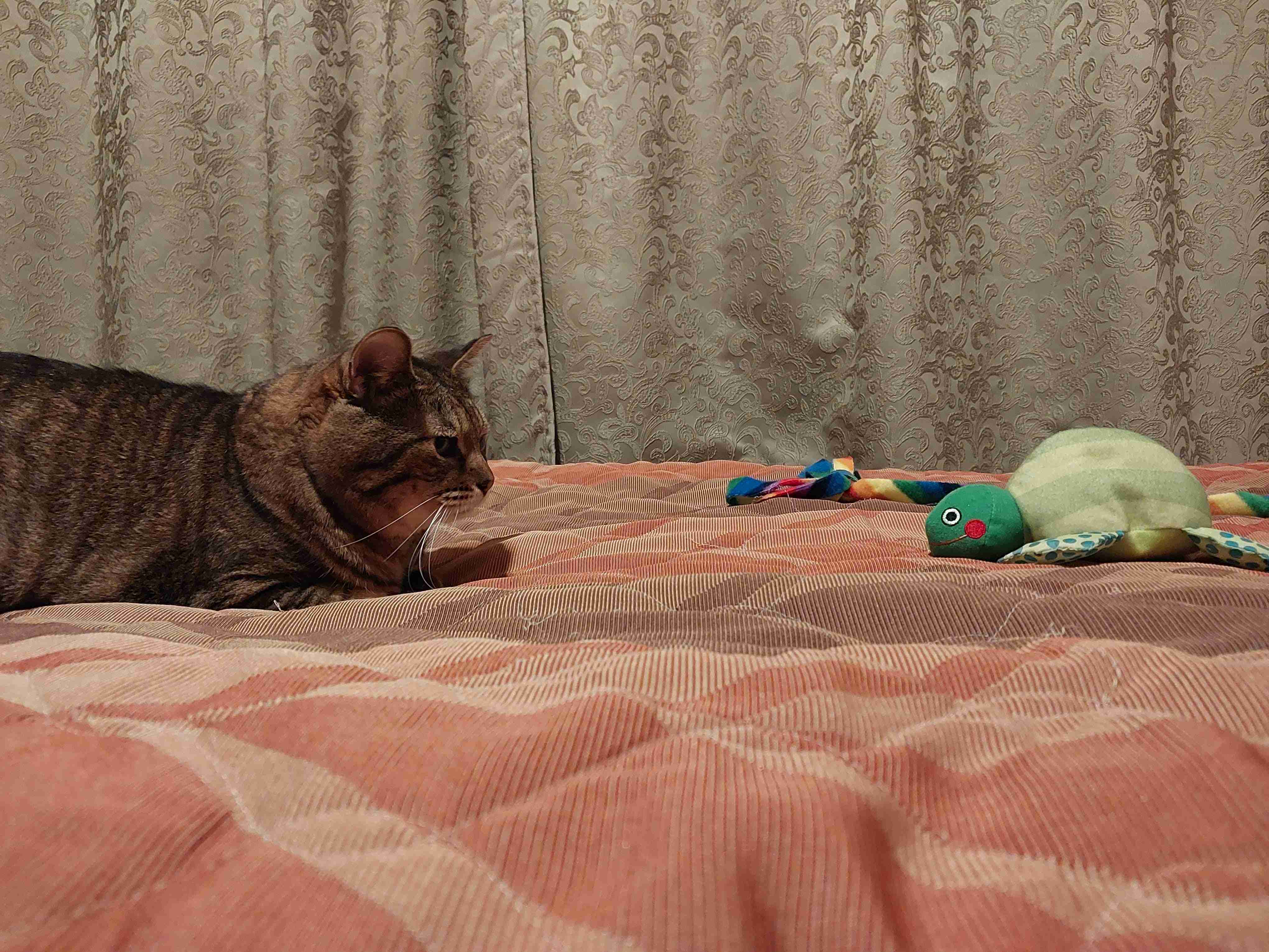 がるちゃん猫カフェ92号店開店しました♫(初めての方も大歓迎♫）