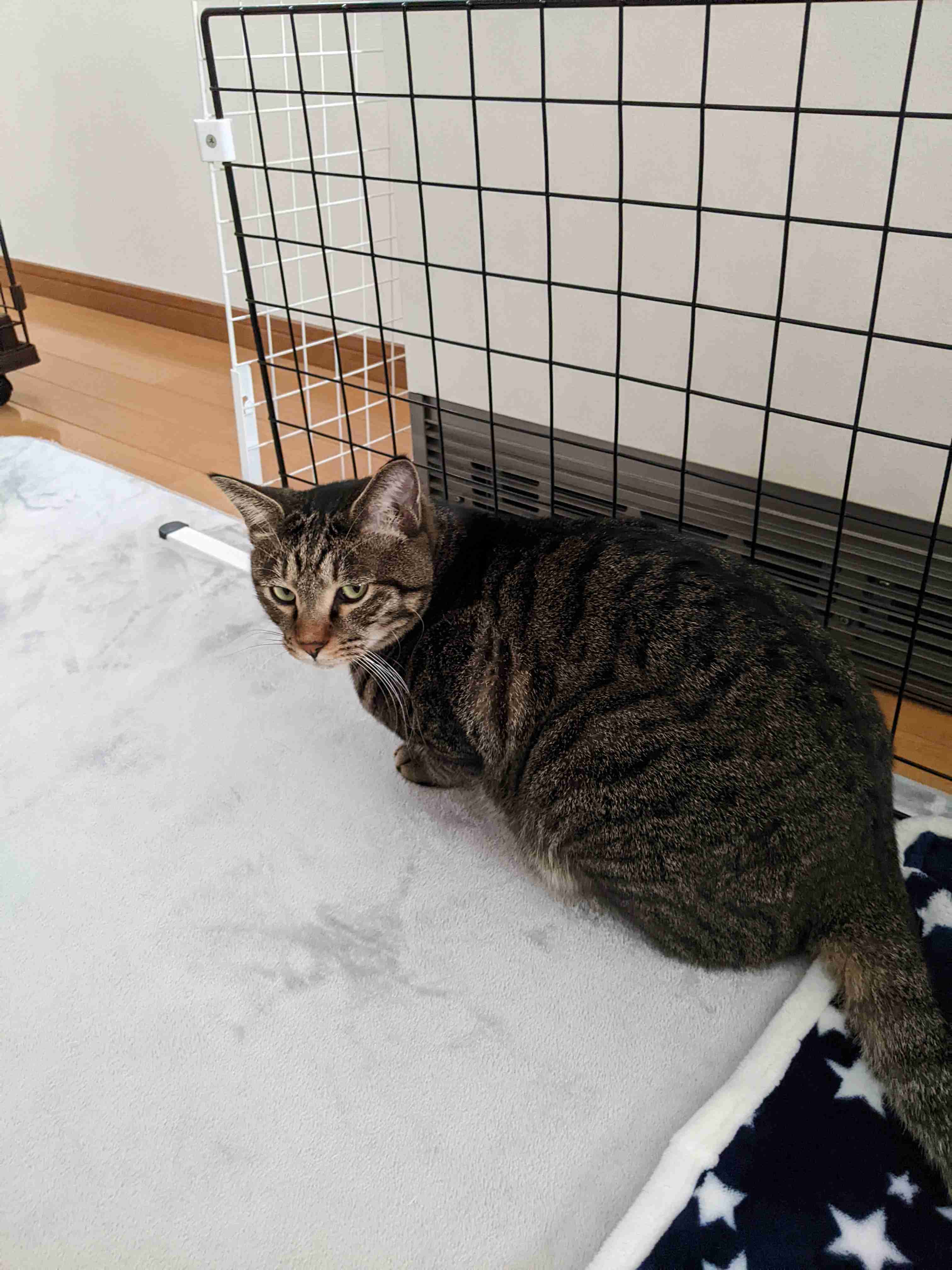 がるちゃん猫カフェ92号店開店しました♫(初めての方も大歓迎♫）