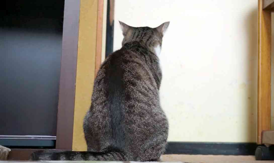 がるちゃん猫カフェ92号店開店しました♫(初めての方も大歓迎♫）