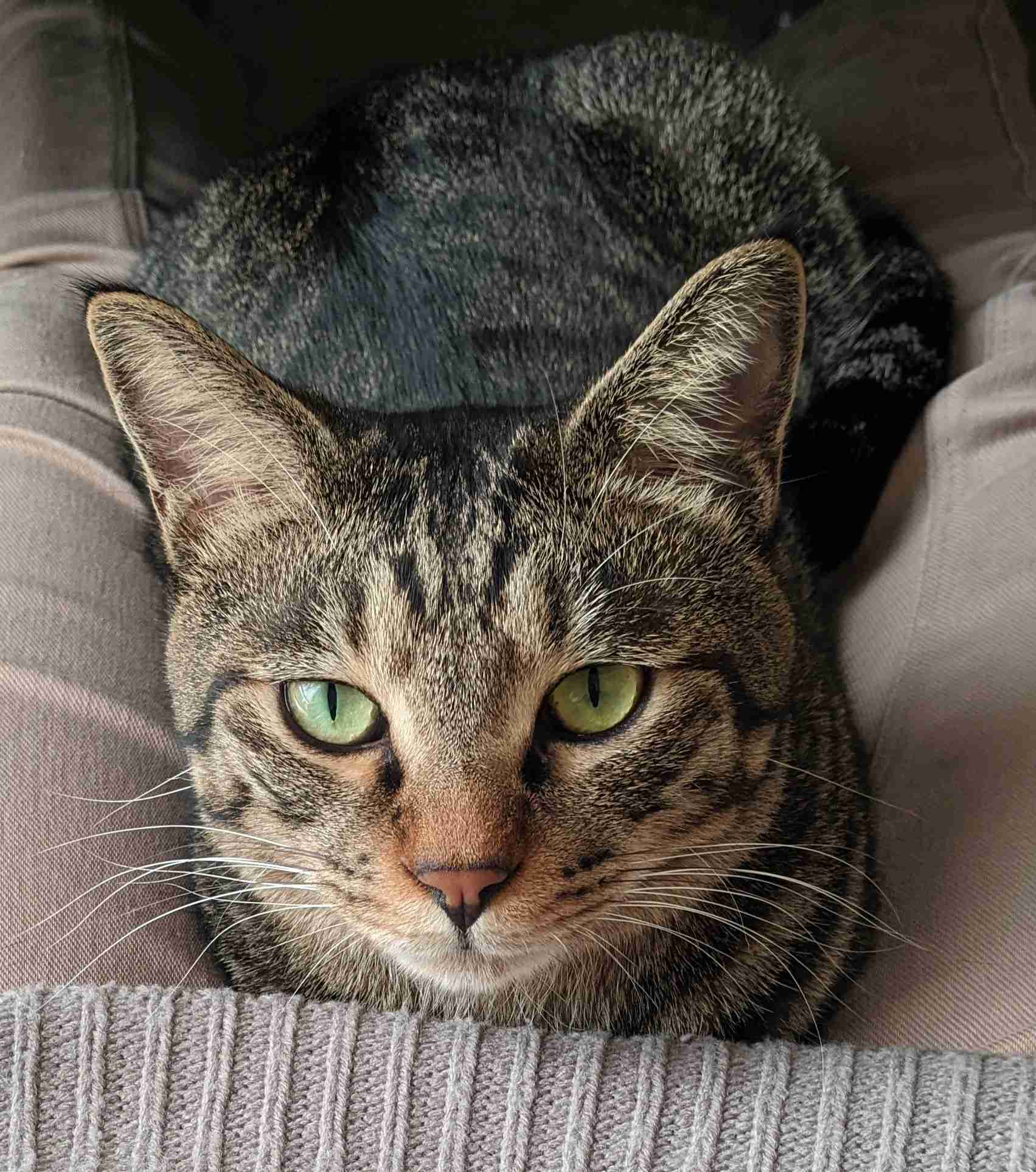 がるちゃん猫カフェ92号店開店しました♫(初めての方も大歓迎♫）