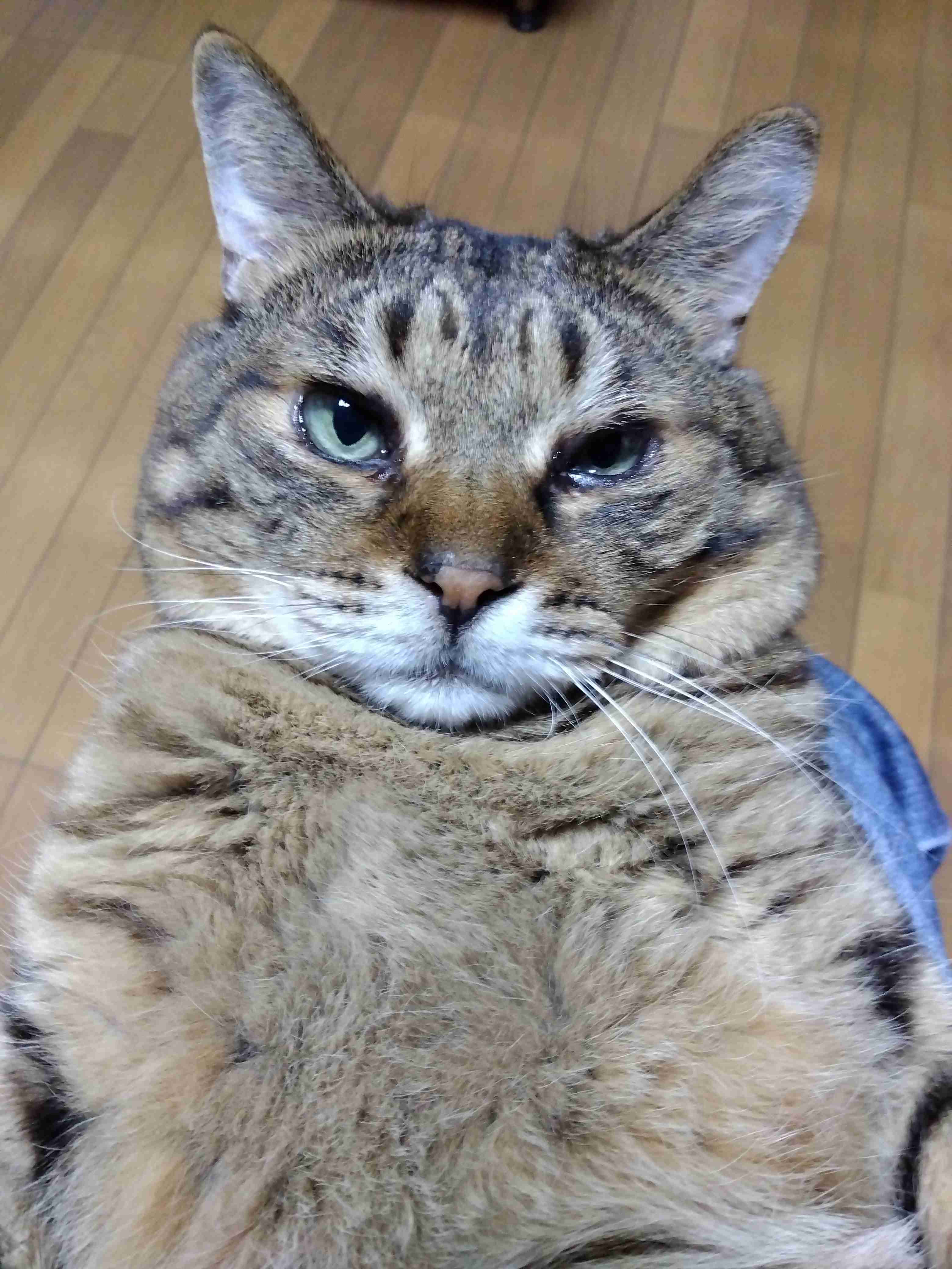 がるちゃん猫カフェ92号店開店しました♫(初めての方も大歓迎♫）