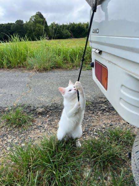 がるちゃん猫カフェ92号店開店しました♫(初めての方も大歓迎♫）