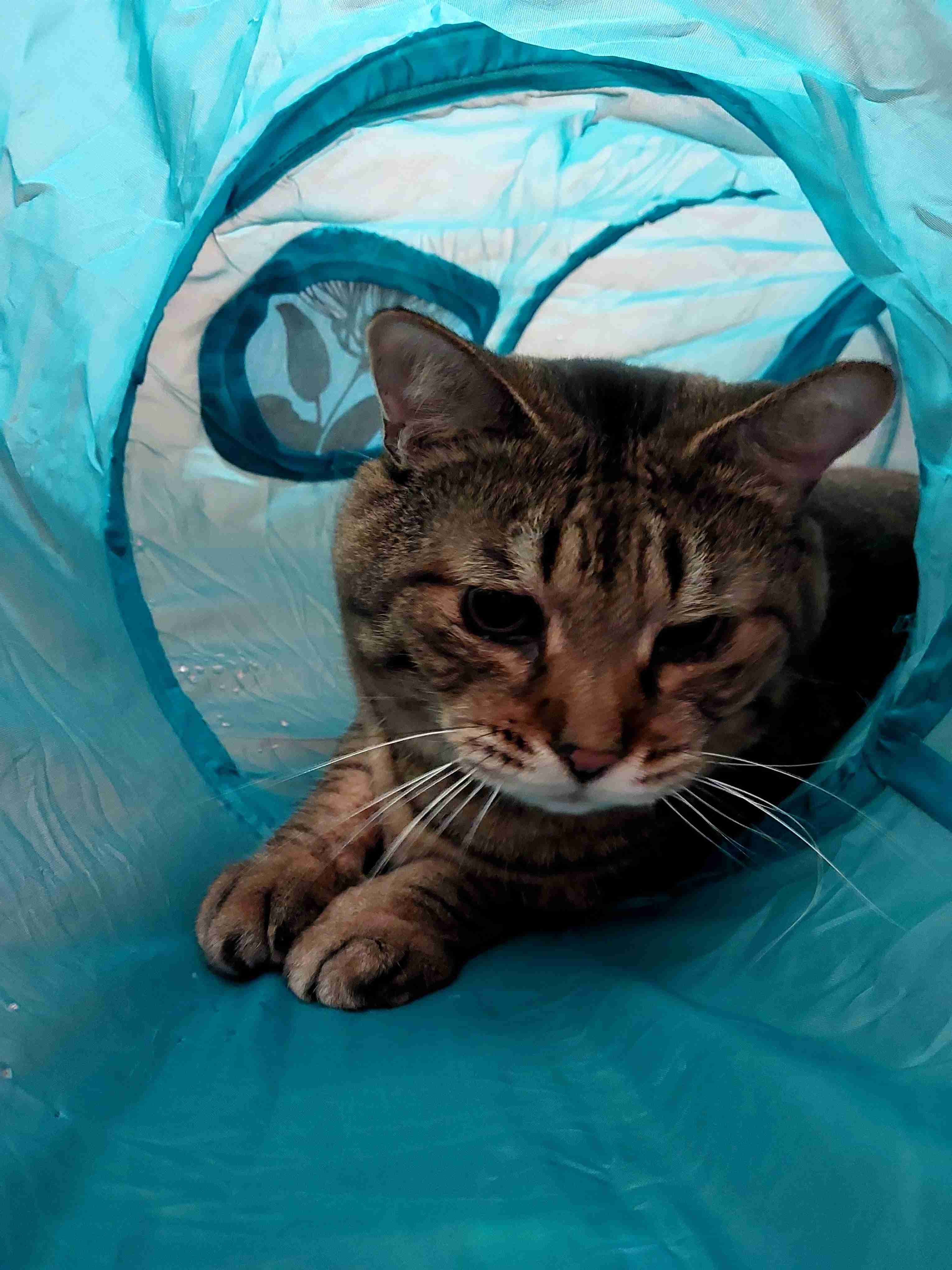 がるちゃん猫カフェ92号店開店しました♫(初めての方も大歓迎♫）