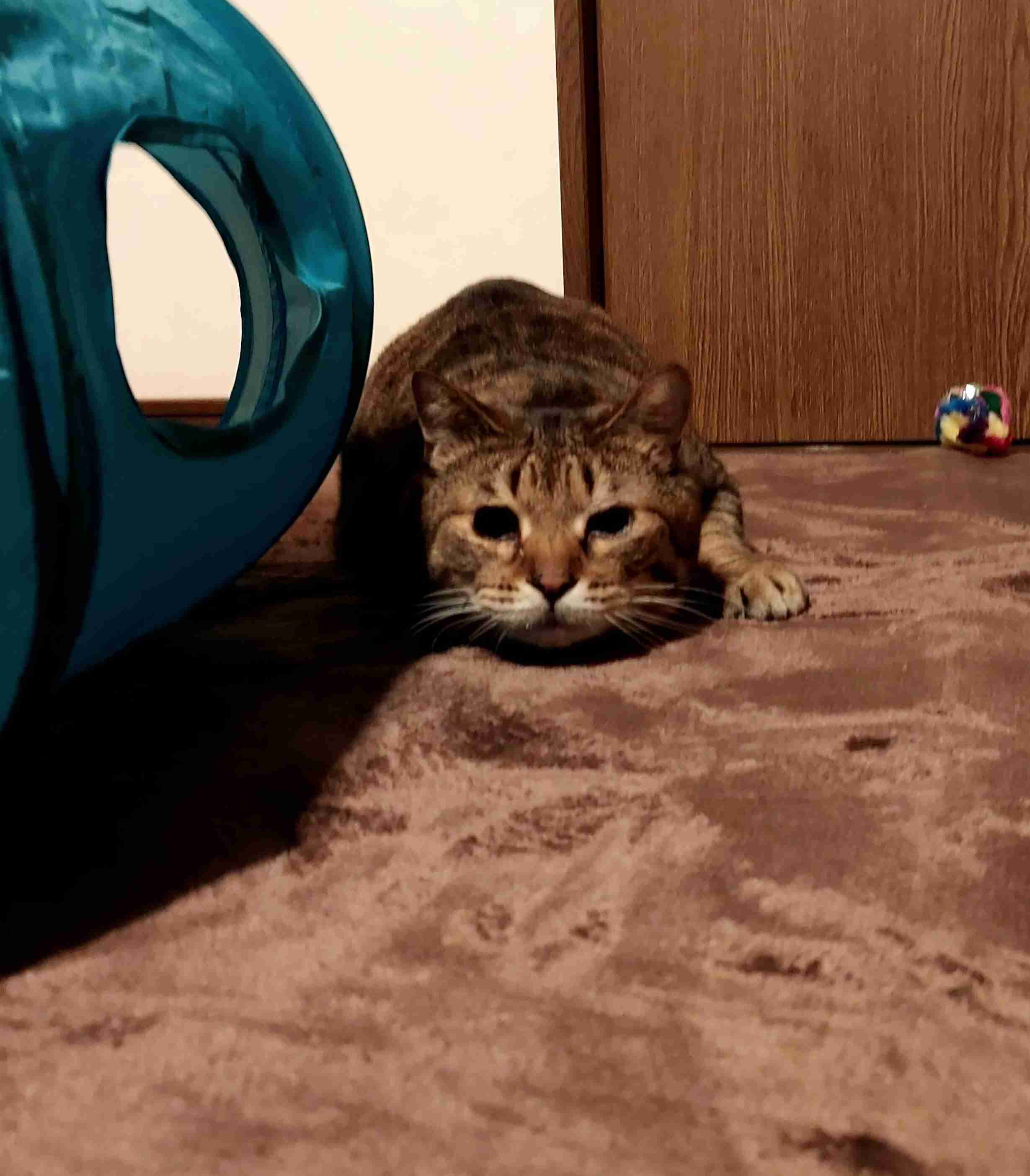 がるちゃん猫カフェ92号店開店しました♫(初めての方も大歓迎♫）