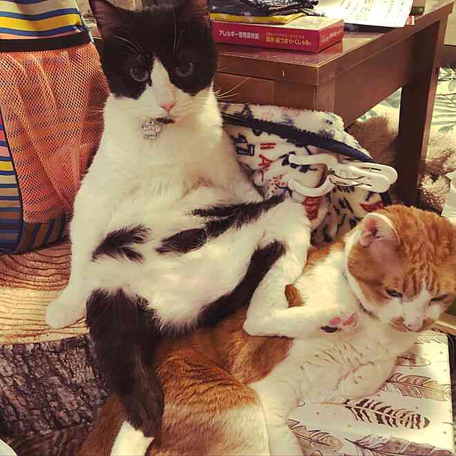 がるちゃん猫カフェ92号店開店しました♫(初めての方も大歓迎♫）