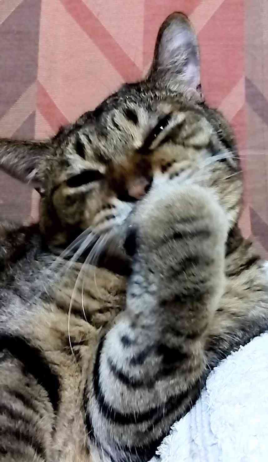 がるちゃん猫カフェ92号店開店しました♫(初めての方も大歓迎♫）