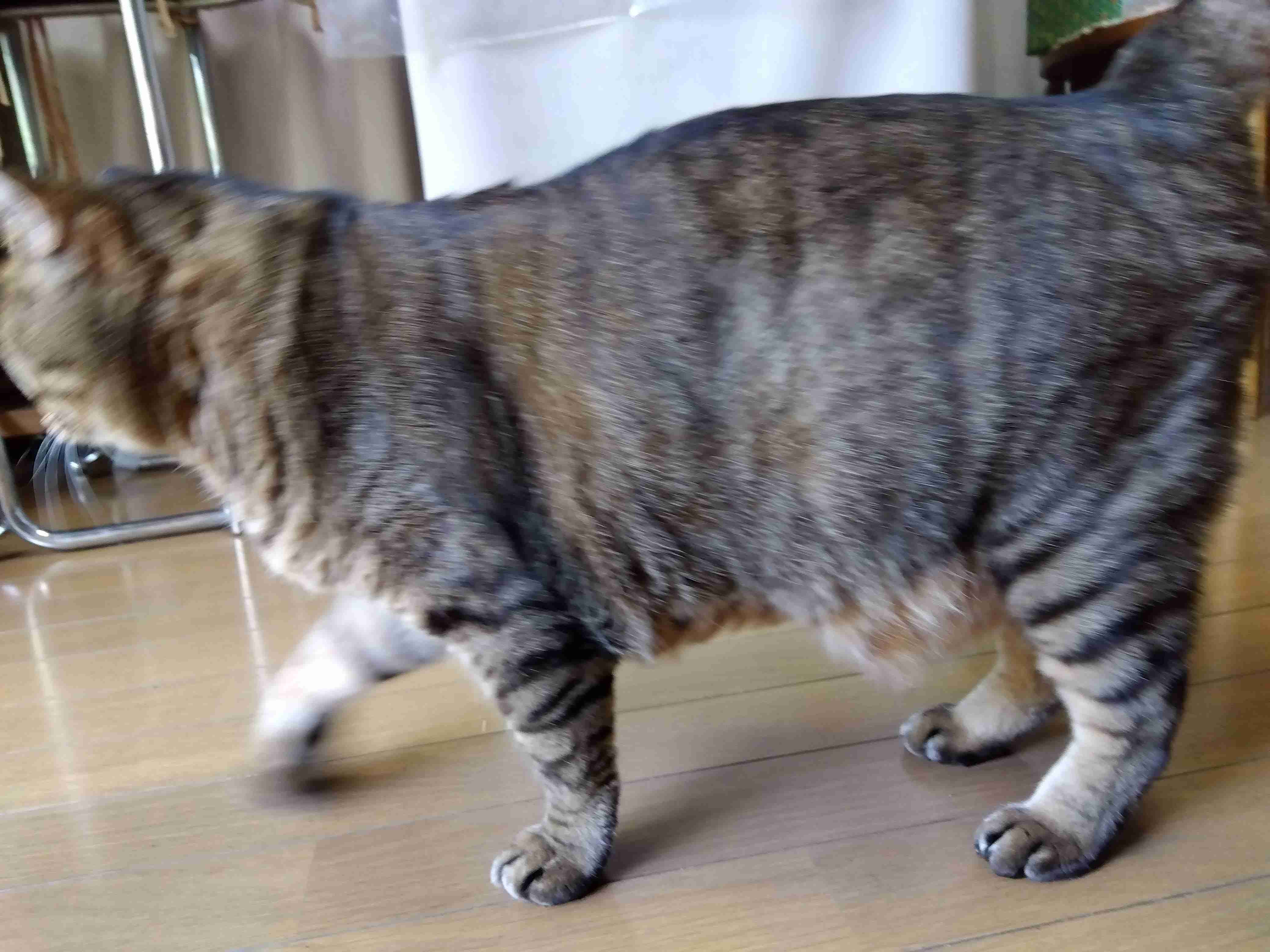 がるちゃん猫カフェ92号店開店しました♫(初めての方も大歓迎♫）