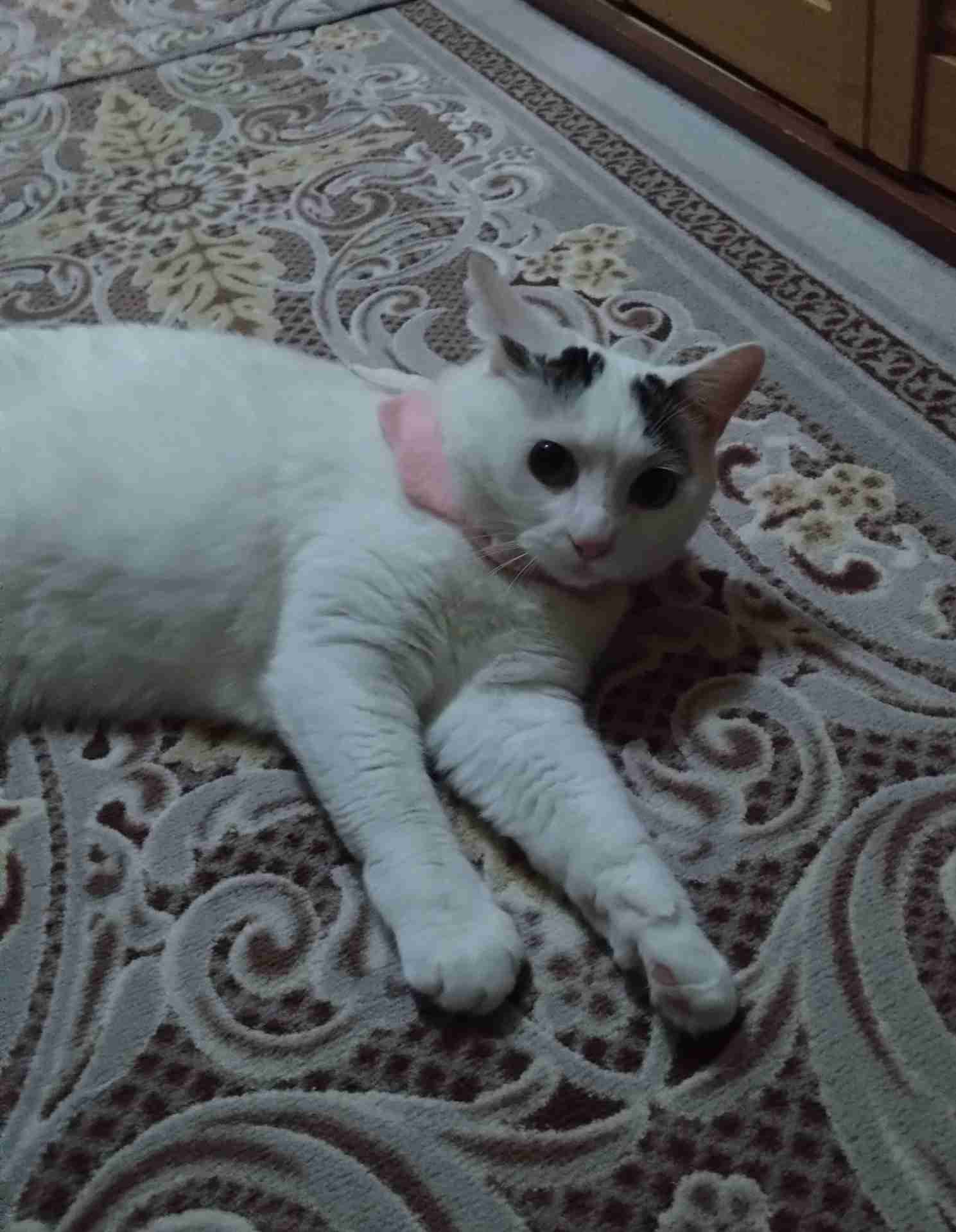 がるちゃん猫カフェ92号店開店しました♫(初めての方も大歓迎♫）