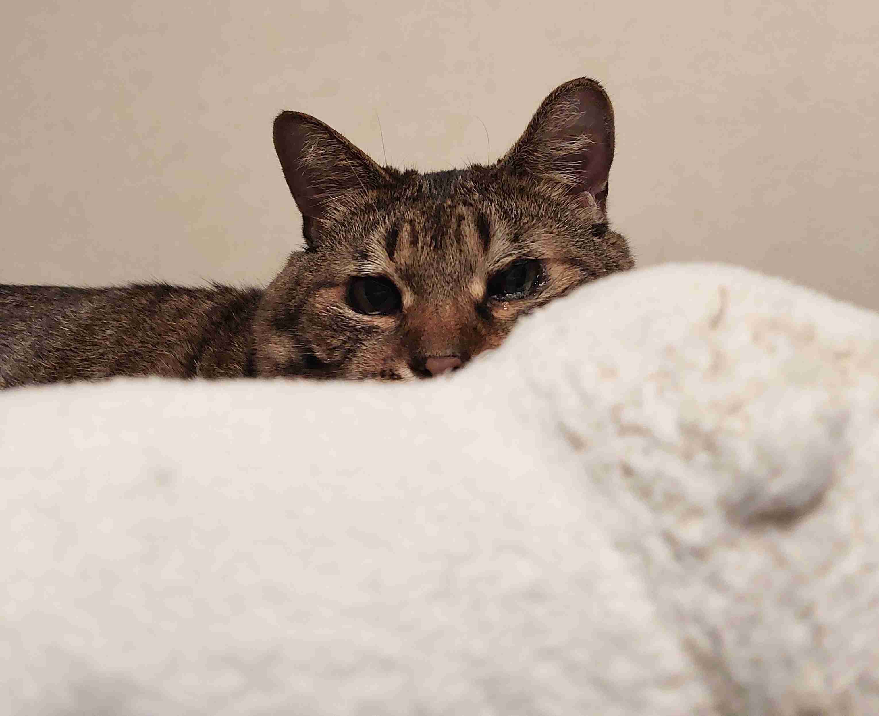 がるちゃん猫カフェ92号店開店しました♫(初めての方も大歓迎♫）