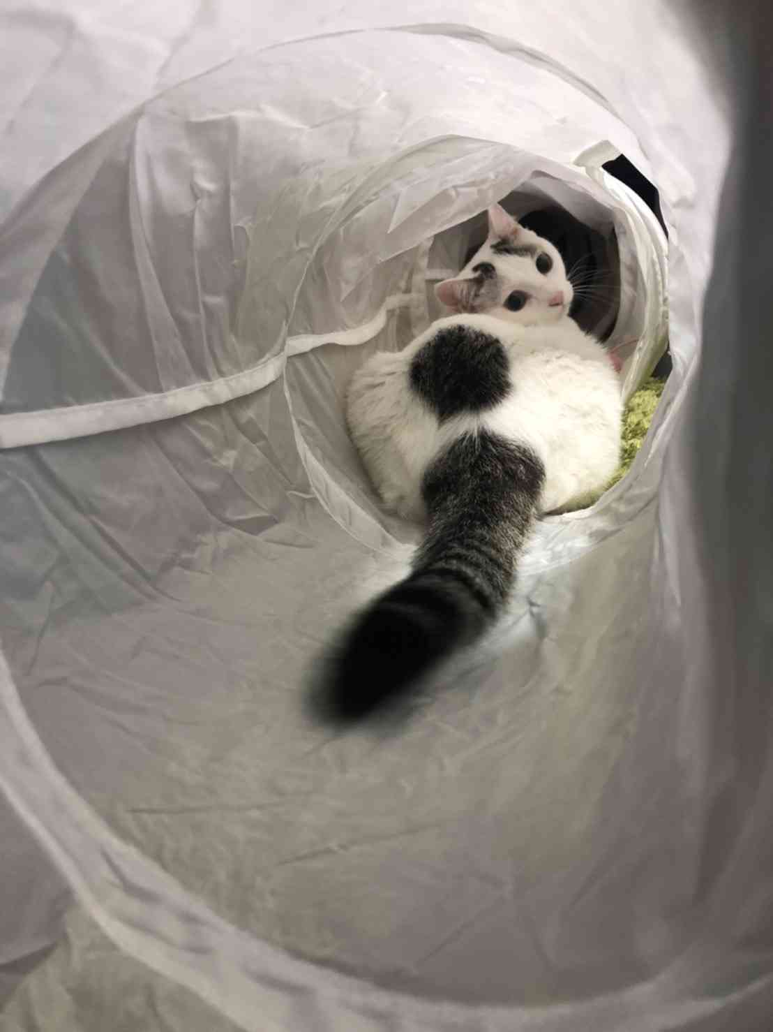 がるちゃん猫カフェ92号店開店しました♫(初めての方も大歓迎♫）