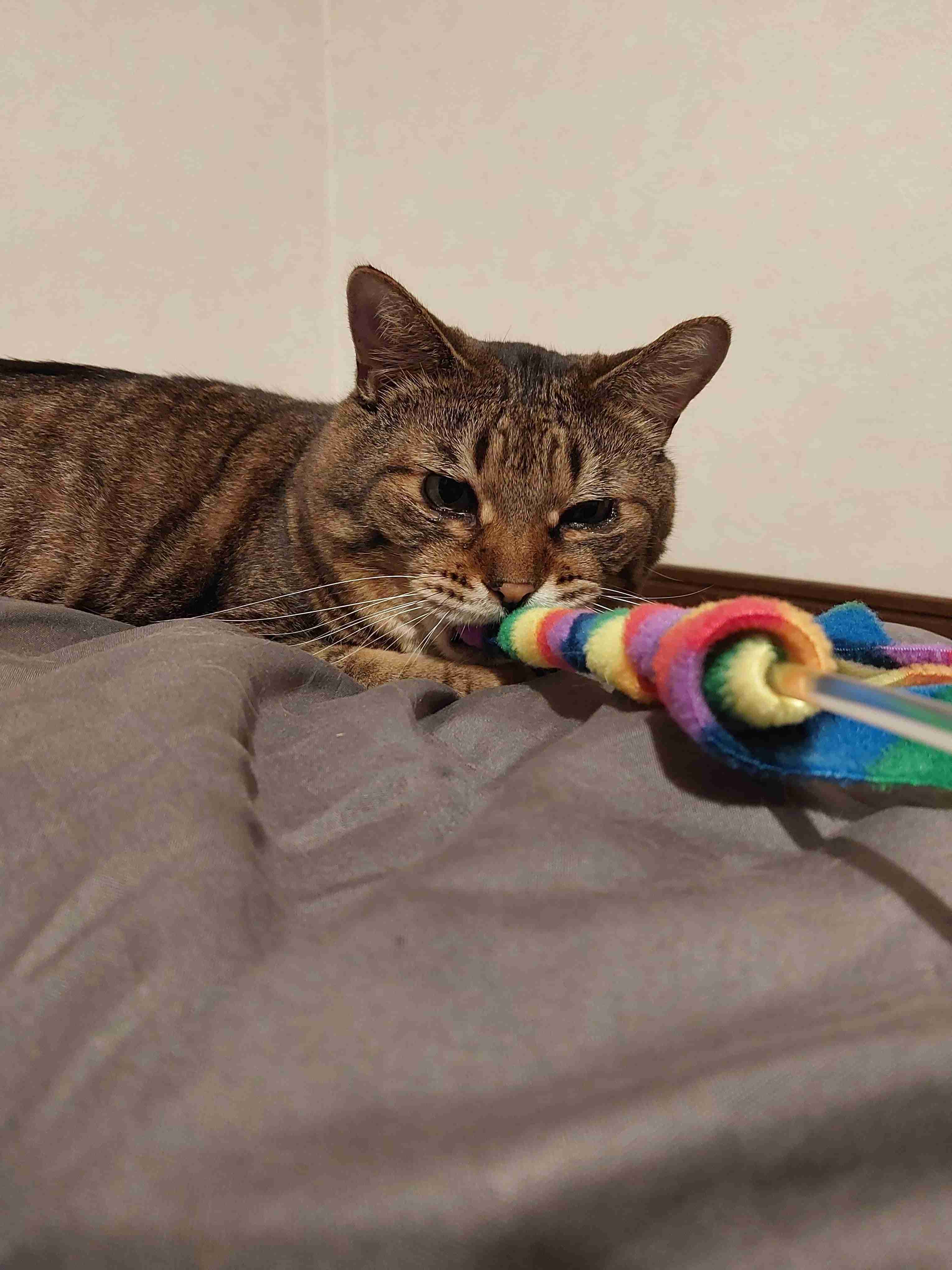 がるちゃん猫カフェ92号店開店しました♫(初めての方も大歓迎♫）