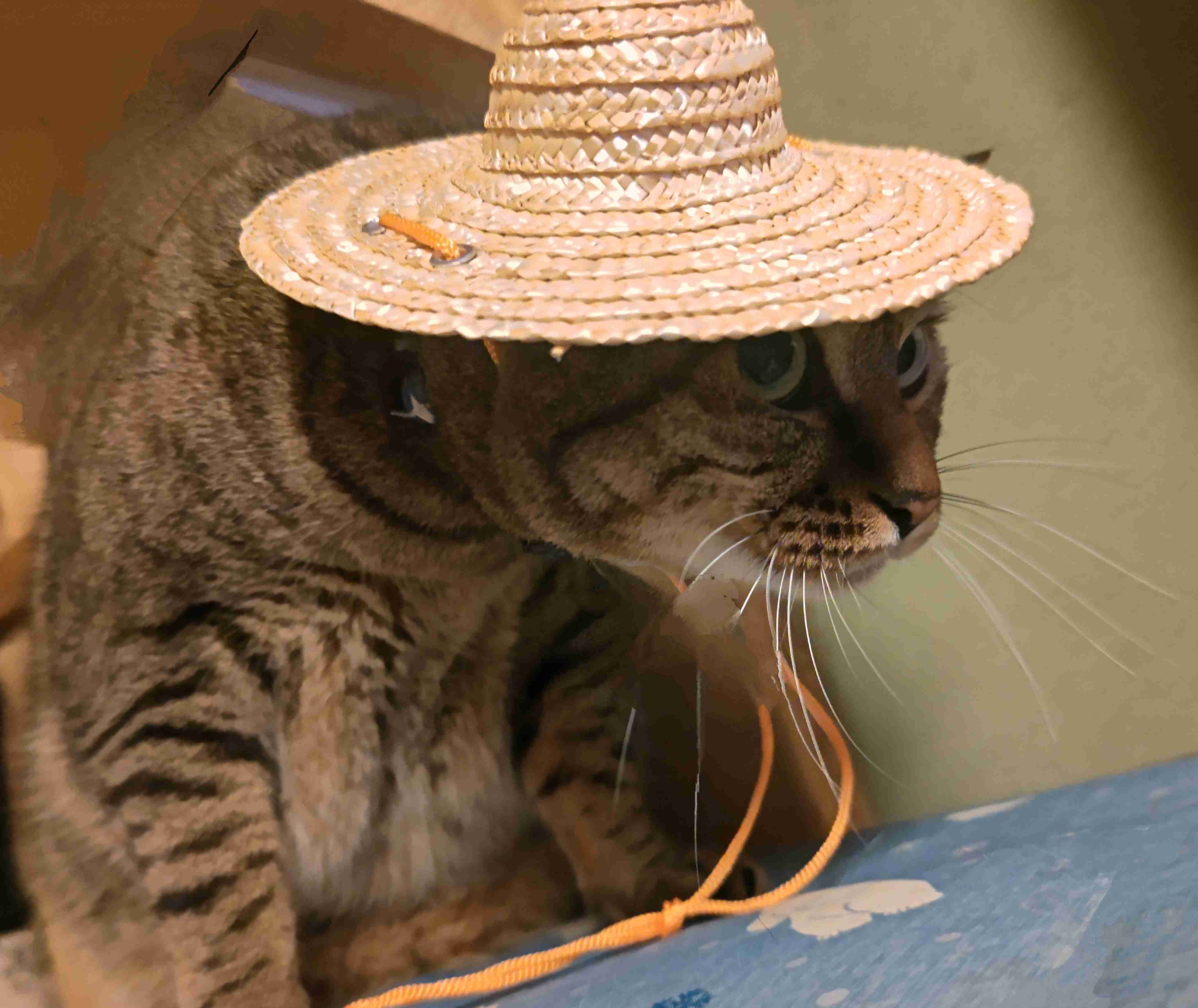 がるちゃん猫カフェ92号店開店しました♫(初めての方も大歓迎♫）