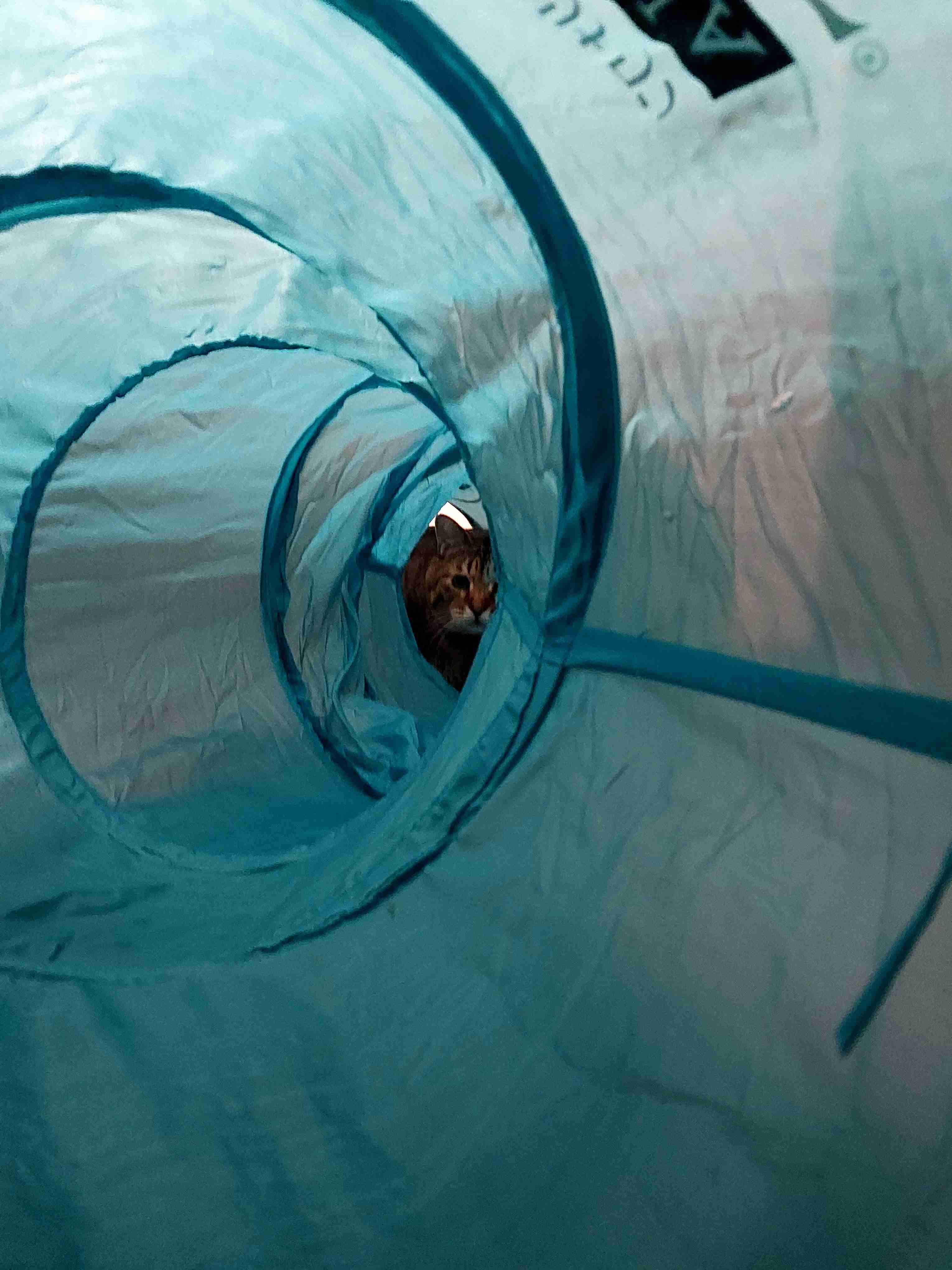 がるちゃん猫カフェ92号店開店しました♫(初めての方も大歓迎♫）