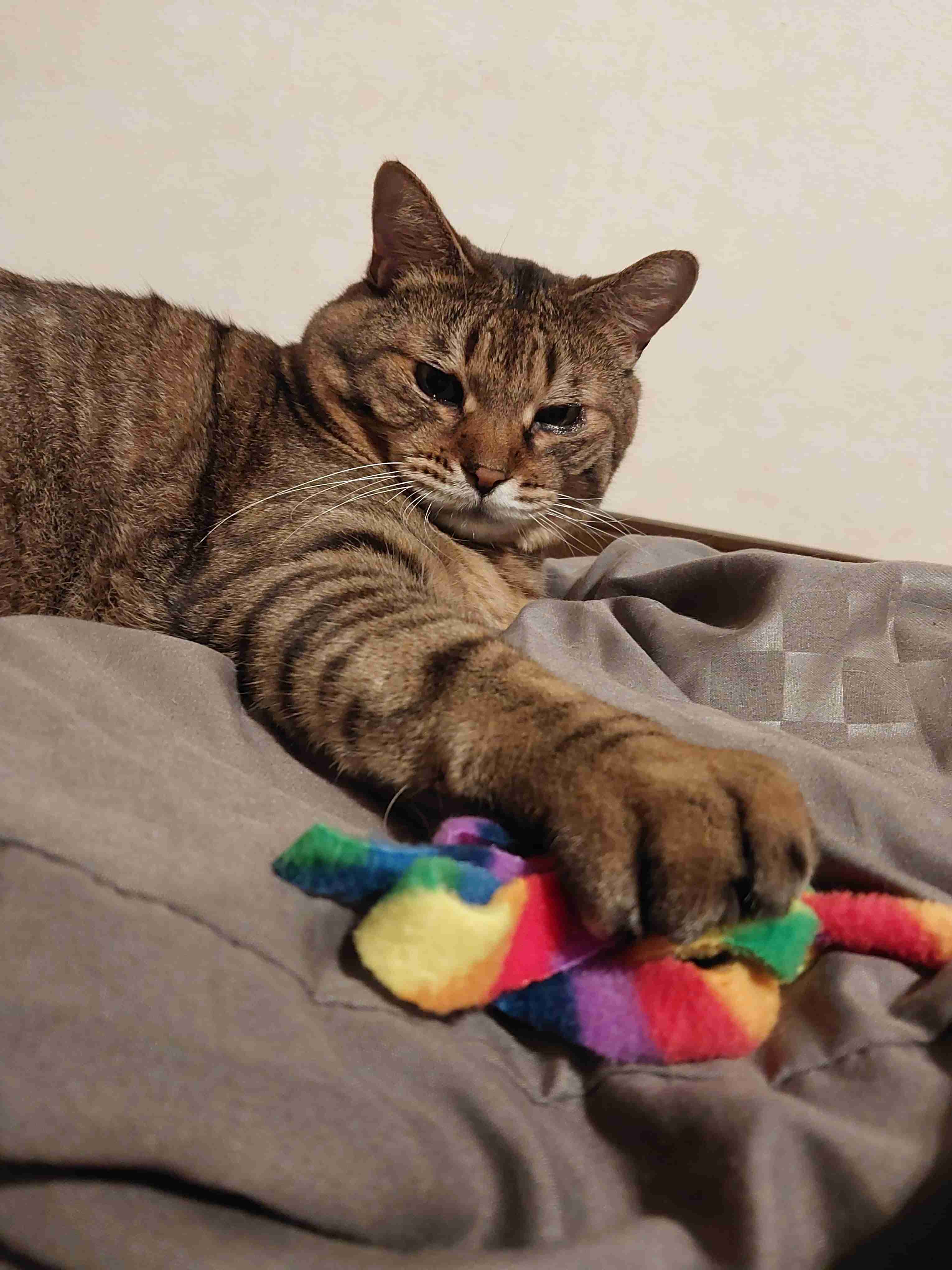 がるちゃん猫カフェ92号店開店しました♫(初めての方も大歓迎♫）