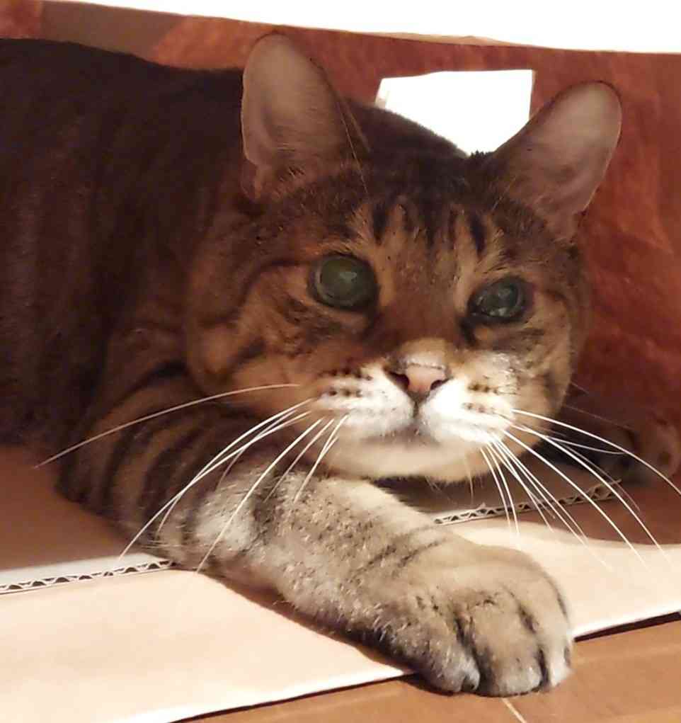 がるちゃん猫カフェ92号店開店しました♫(初めての方も大歓迎♫）