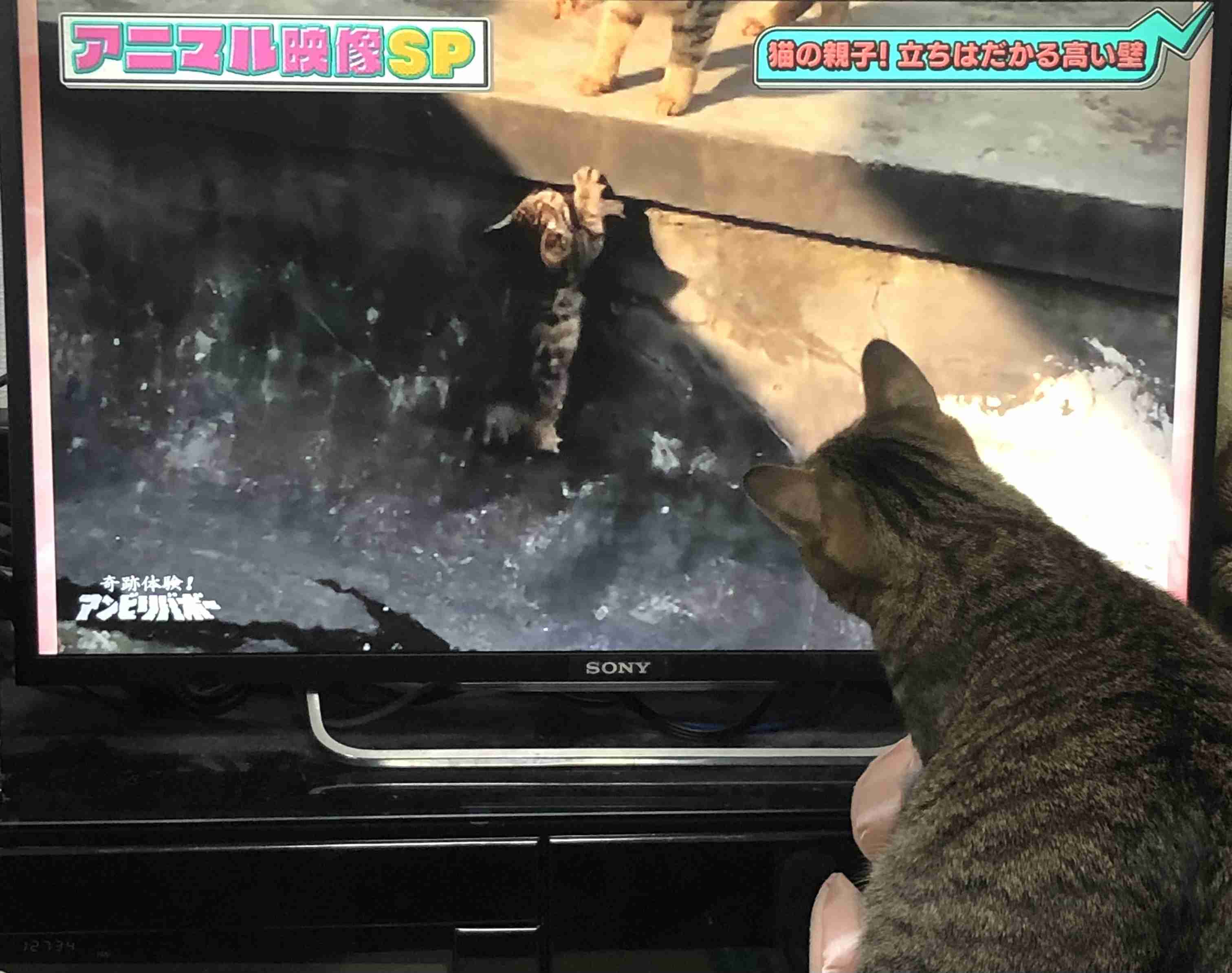 がるちゃん猫カフェ92号店開店しました♫(初めての方も大歓迎♫）