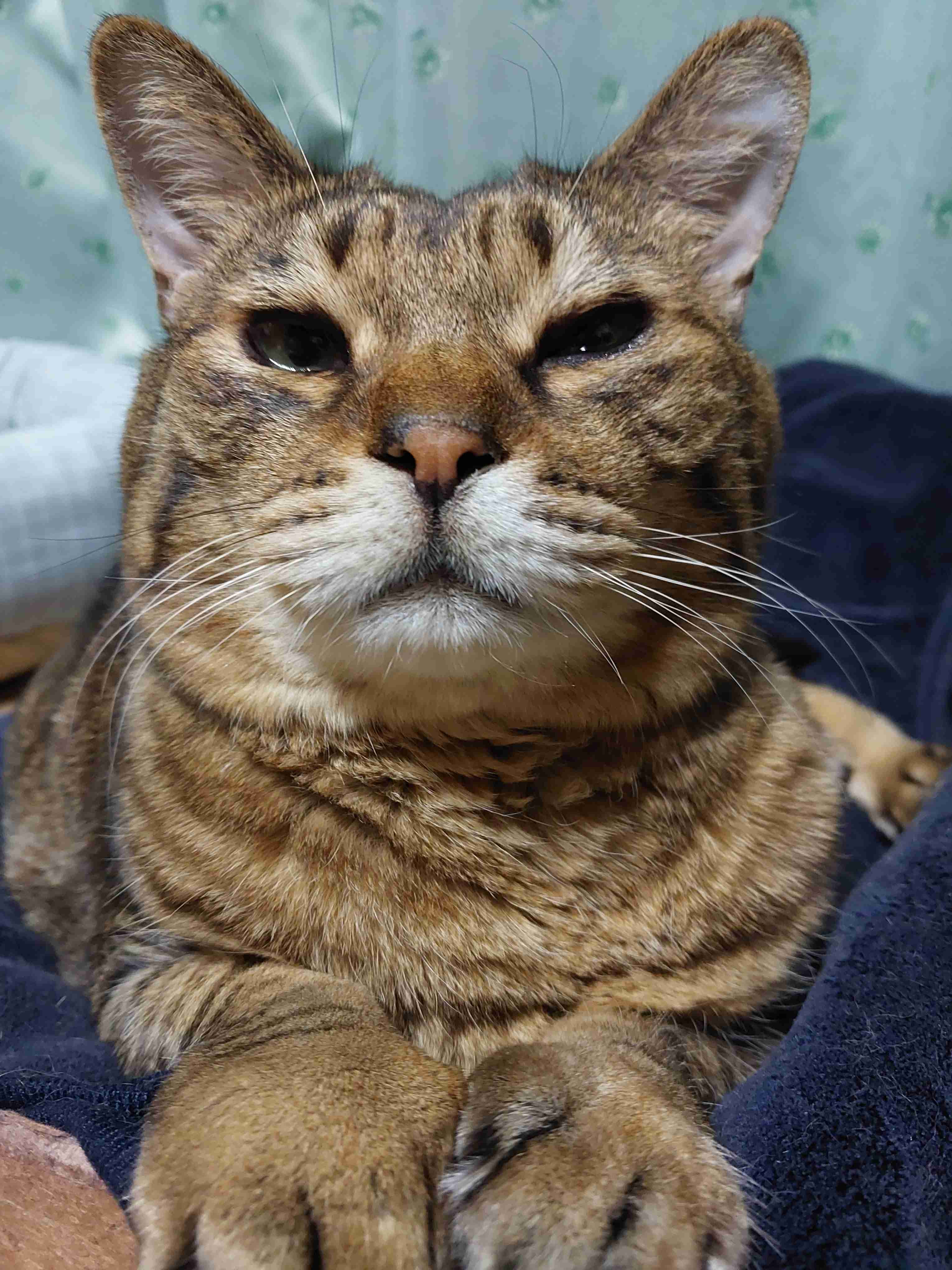 がるちゃん猫カフェ92号店開店しました♫(初めての方も大歓迎♫）